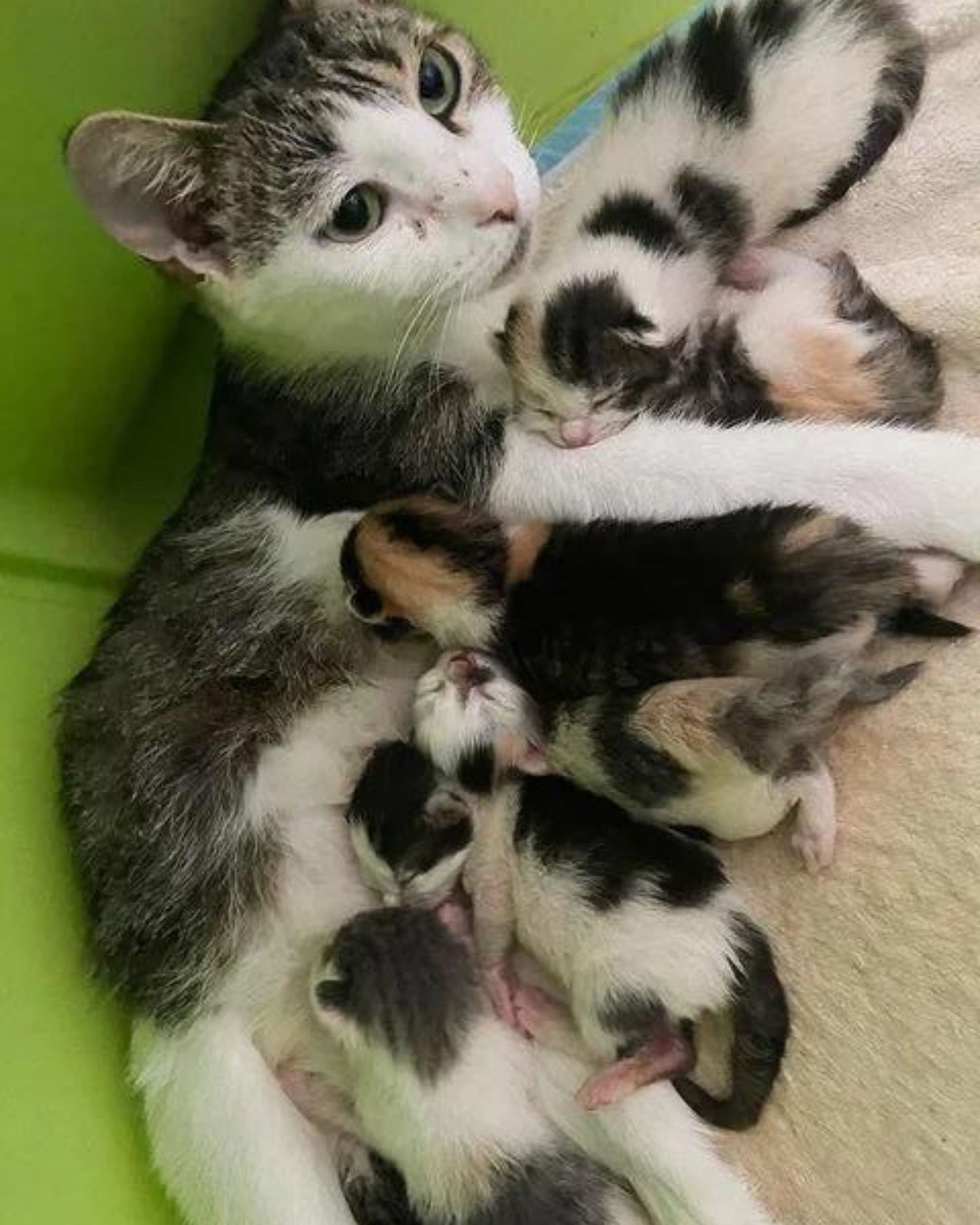 cat lying with newborn kittens