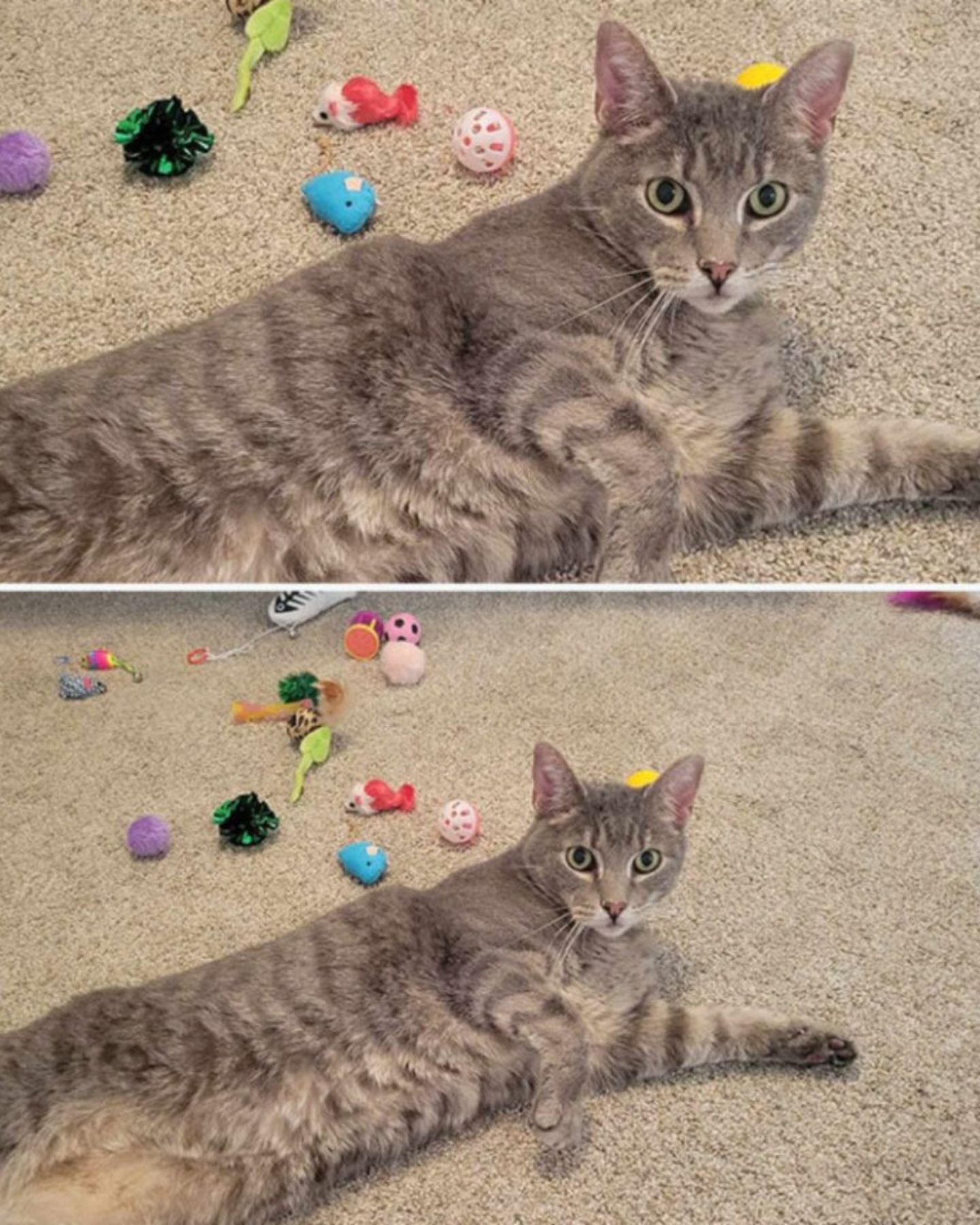 cat lying with toys
