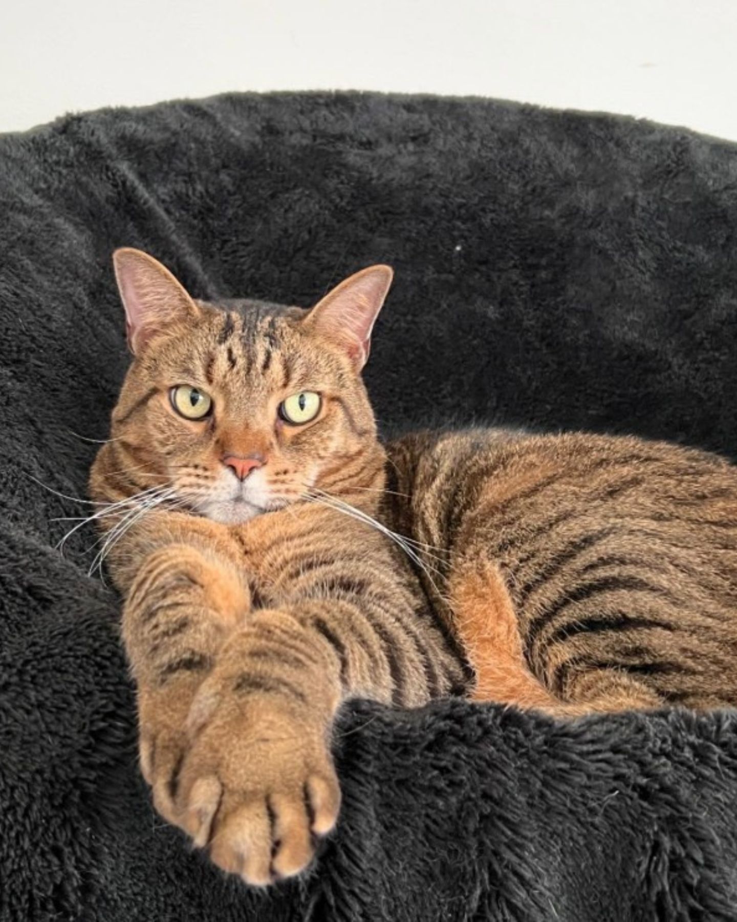 cat lying