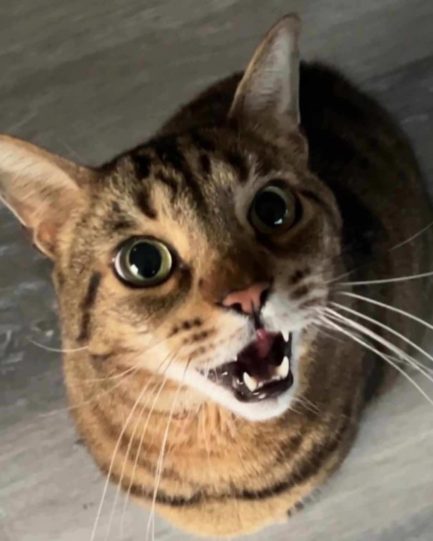 cat meowing