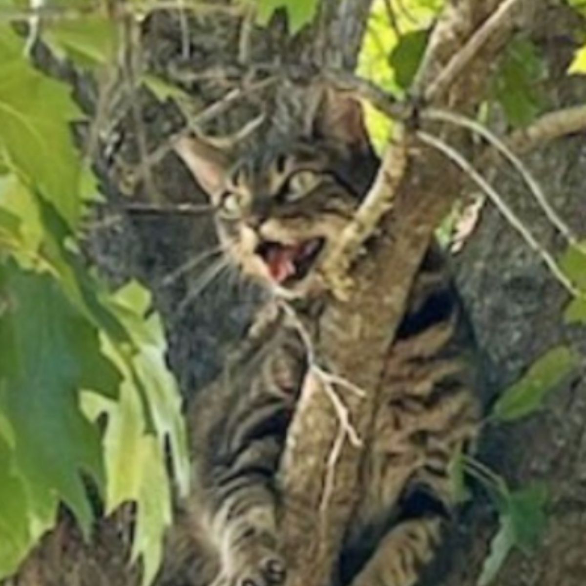 cat meows on the tree