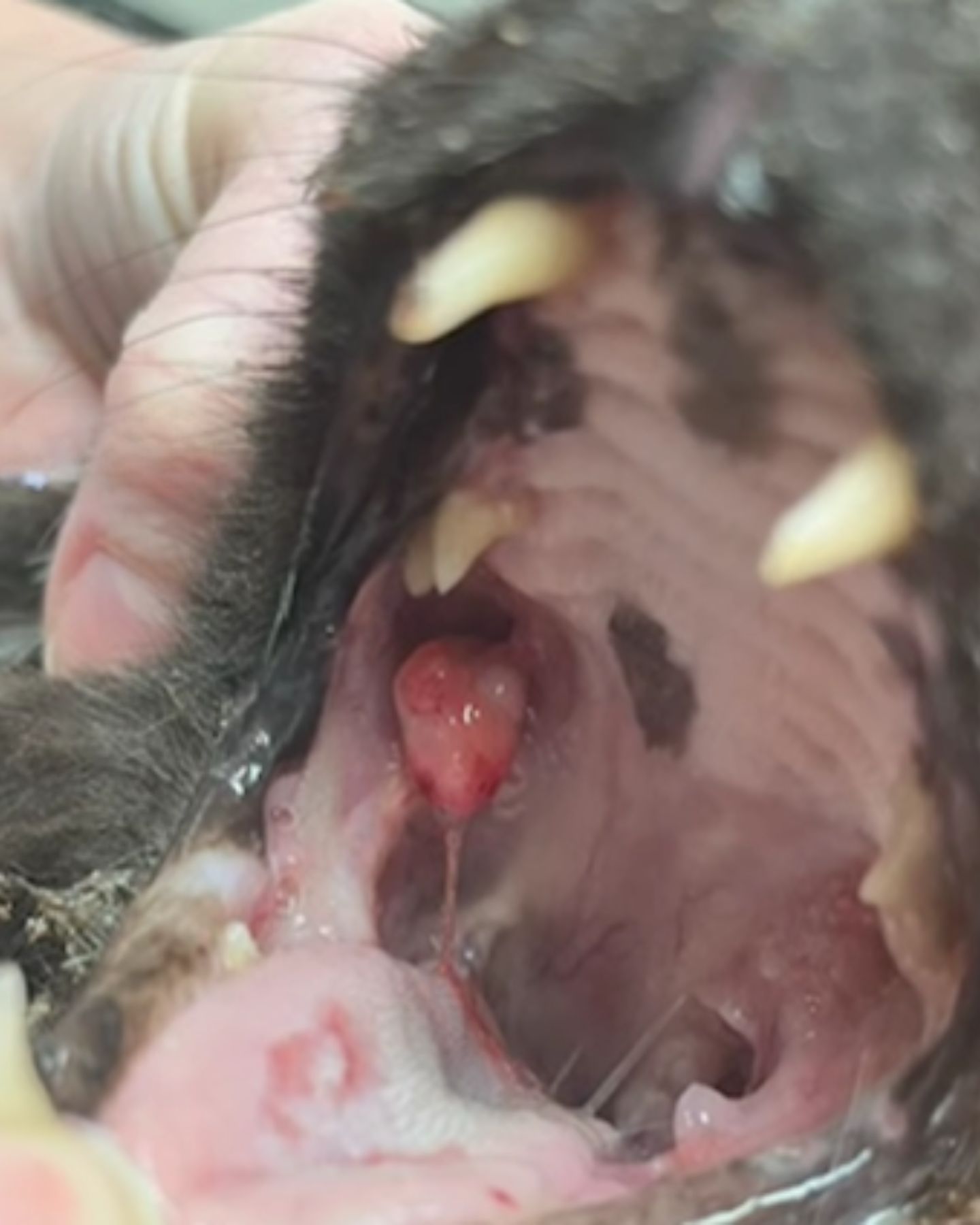 cat mouth examination