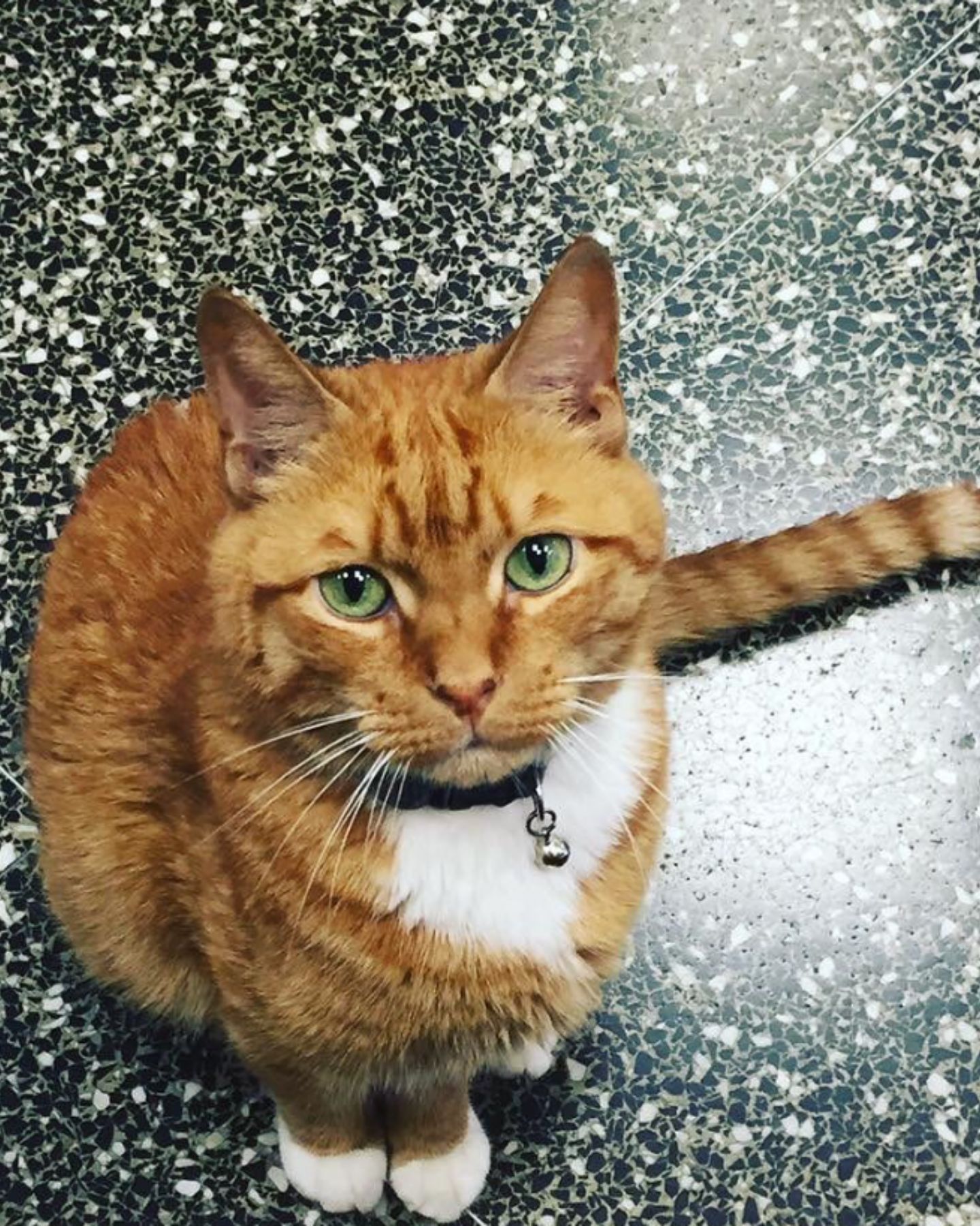 cat named bobo