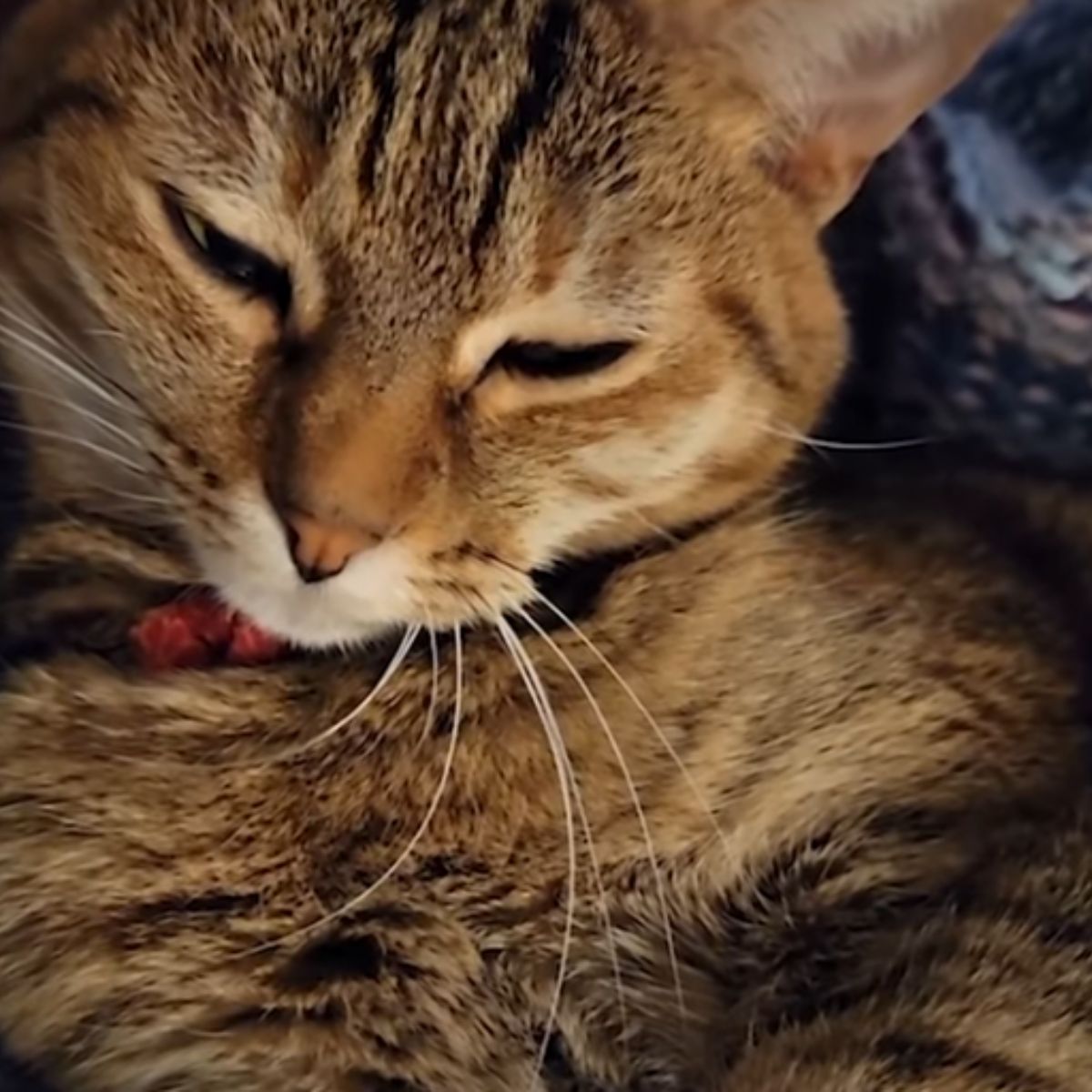 cat napping