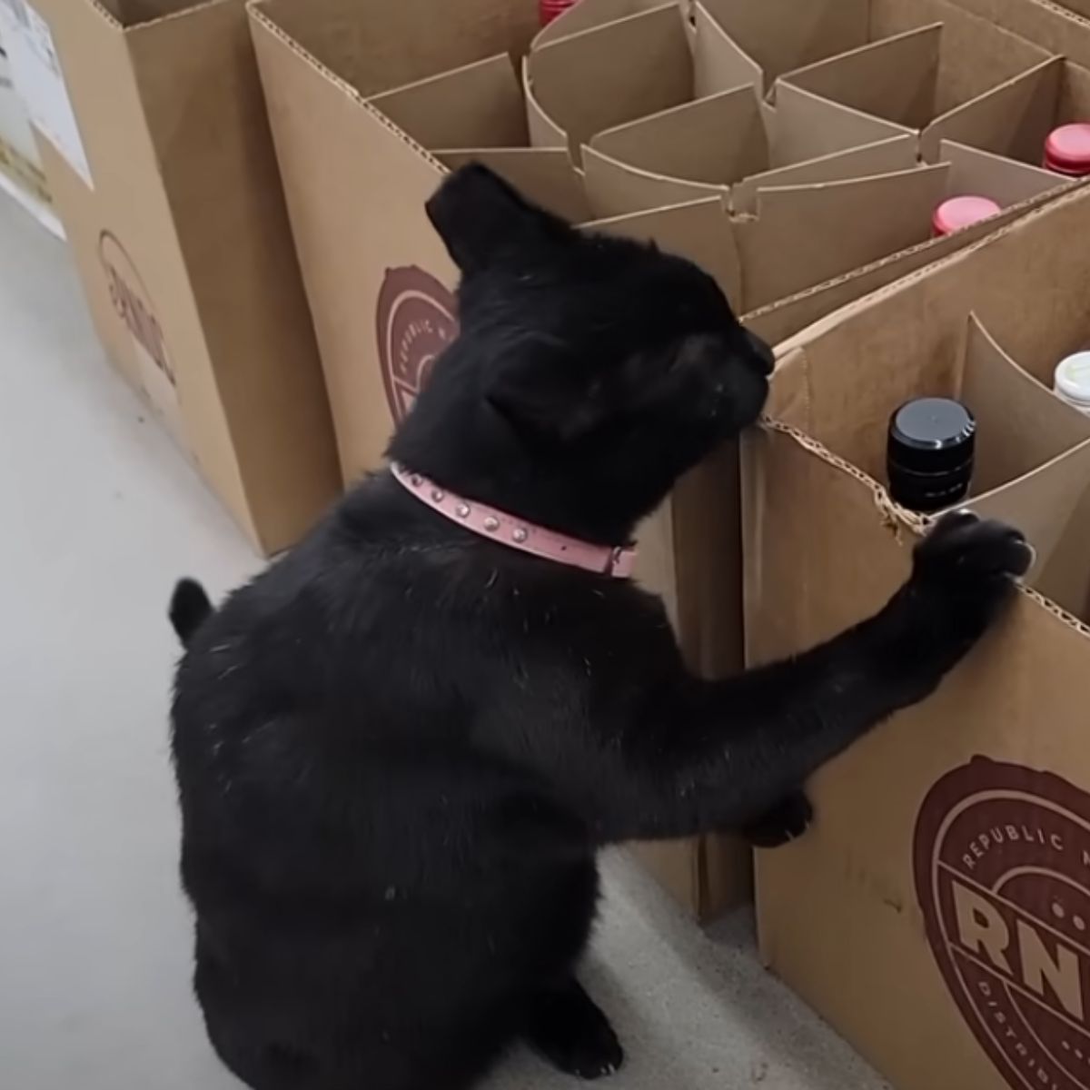 cat next to boxes
