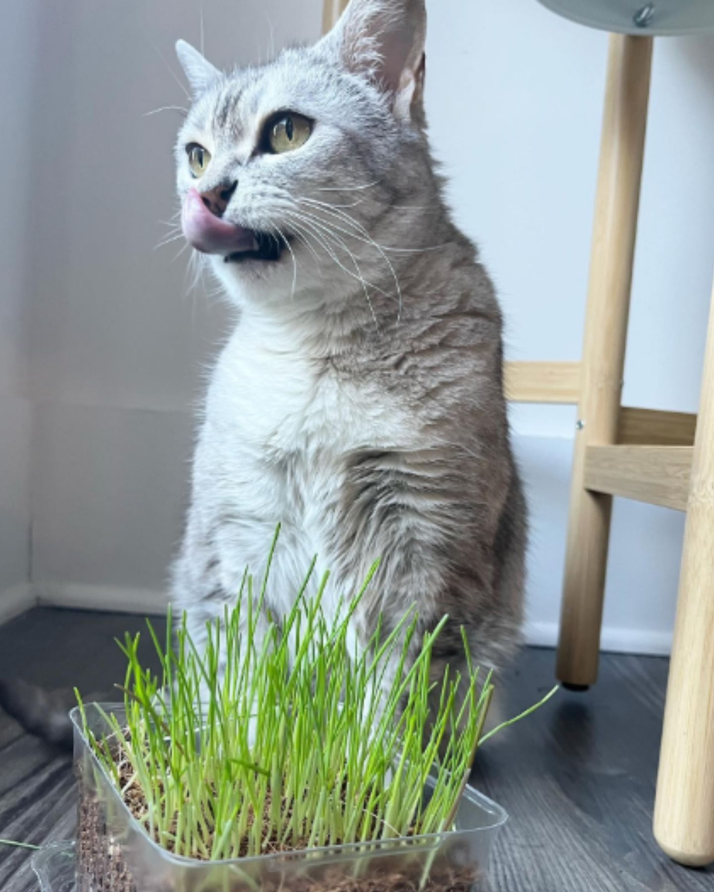 cat next to cat grass