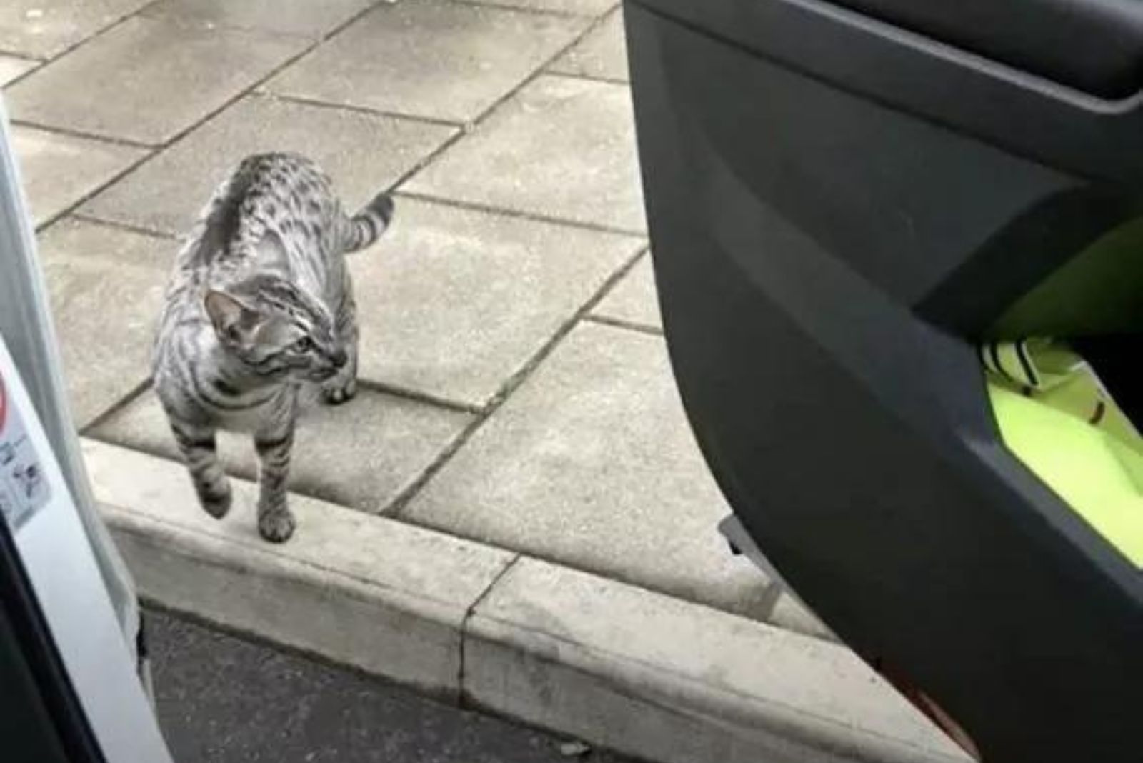 cat next to the car