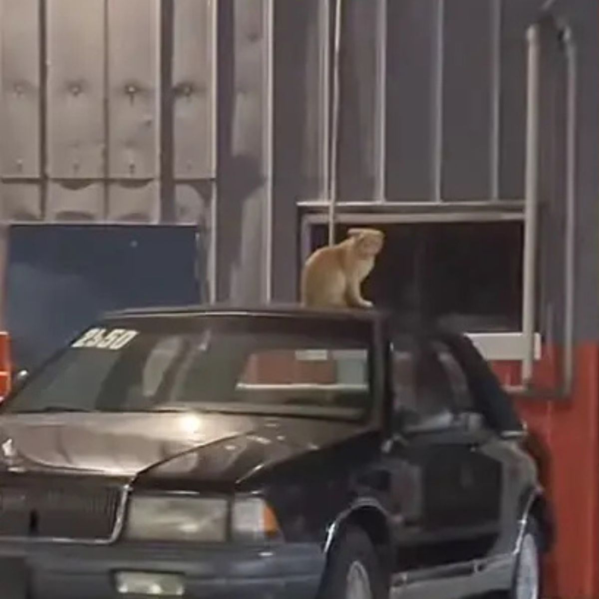 cat on a car