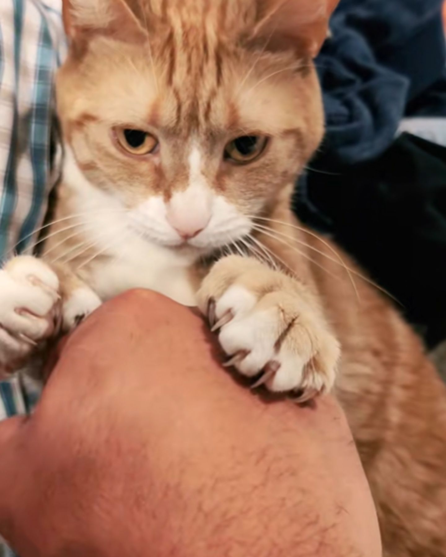 cat on a man's knee