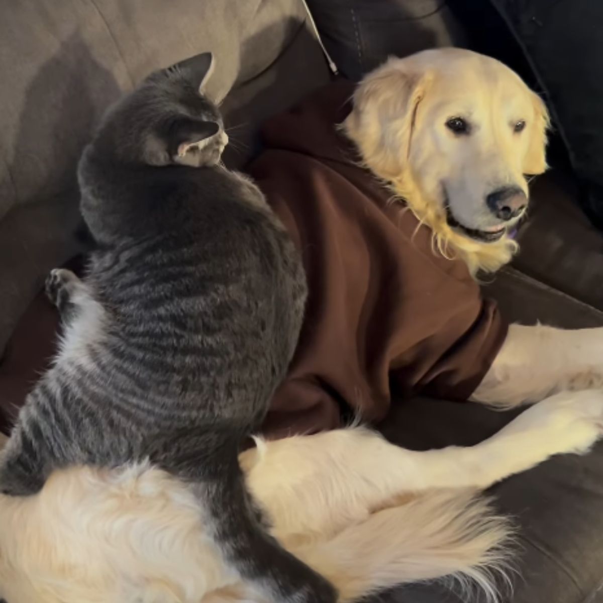 cat on a white dog