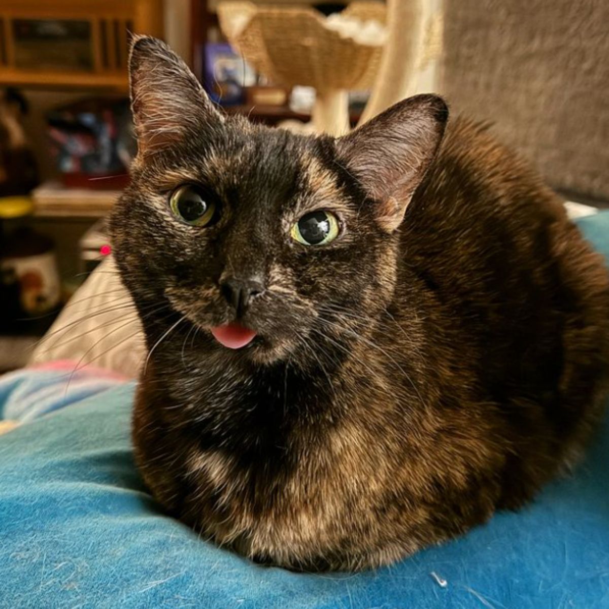 cat on blue towel
