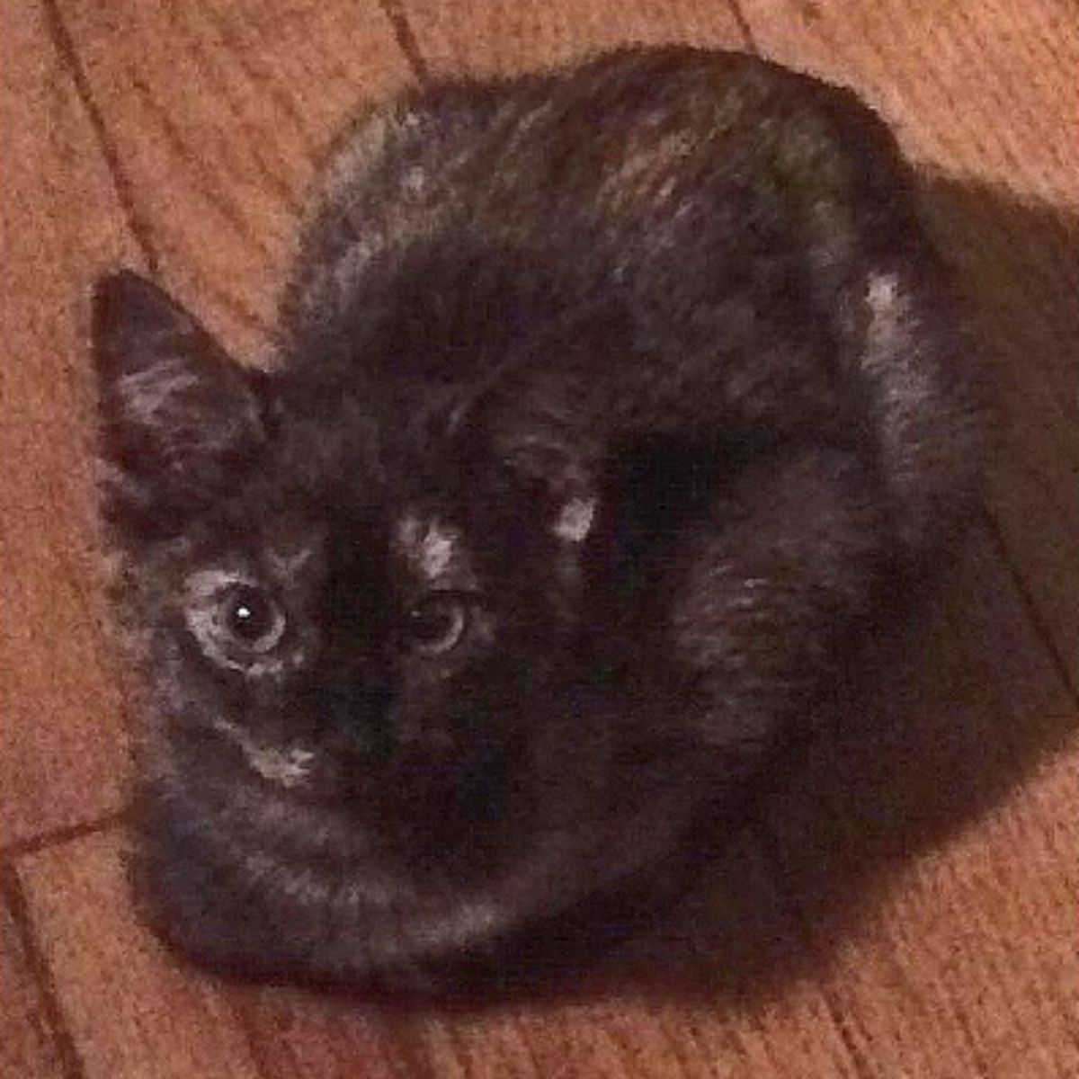 cat on floor