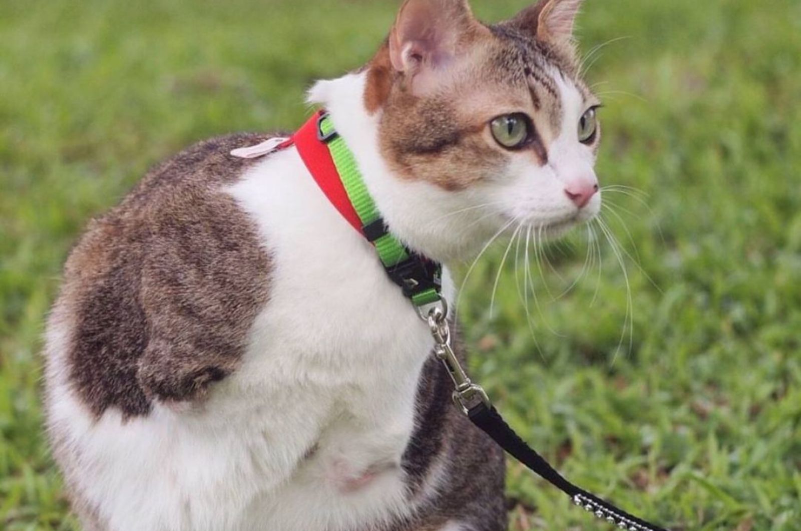 cat on green grass
