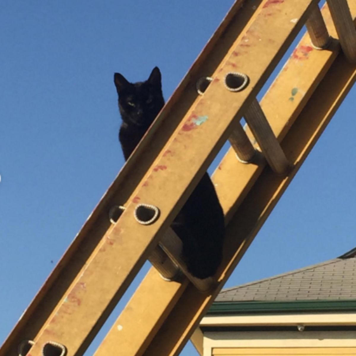 cat on ladder