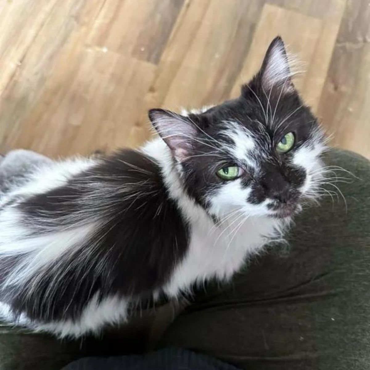 cat on lap looking up