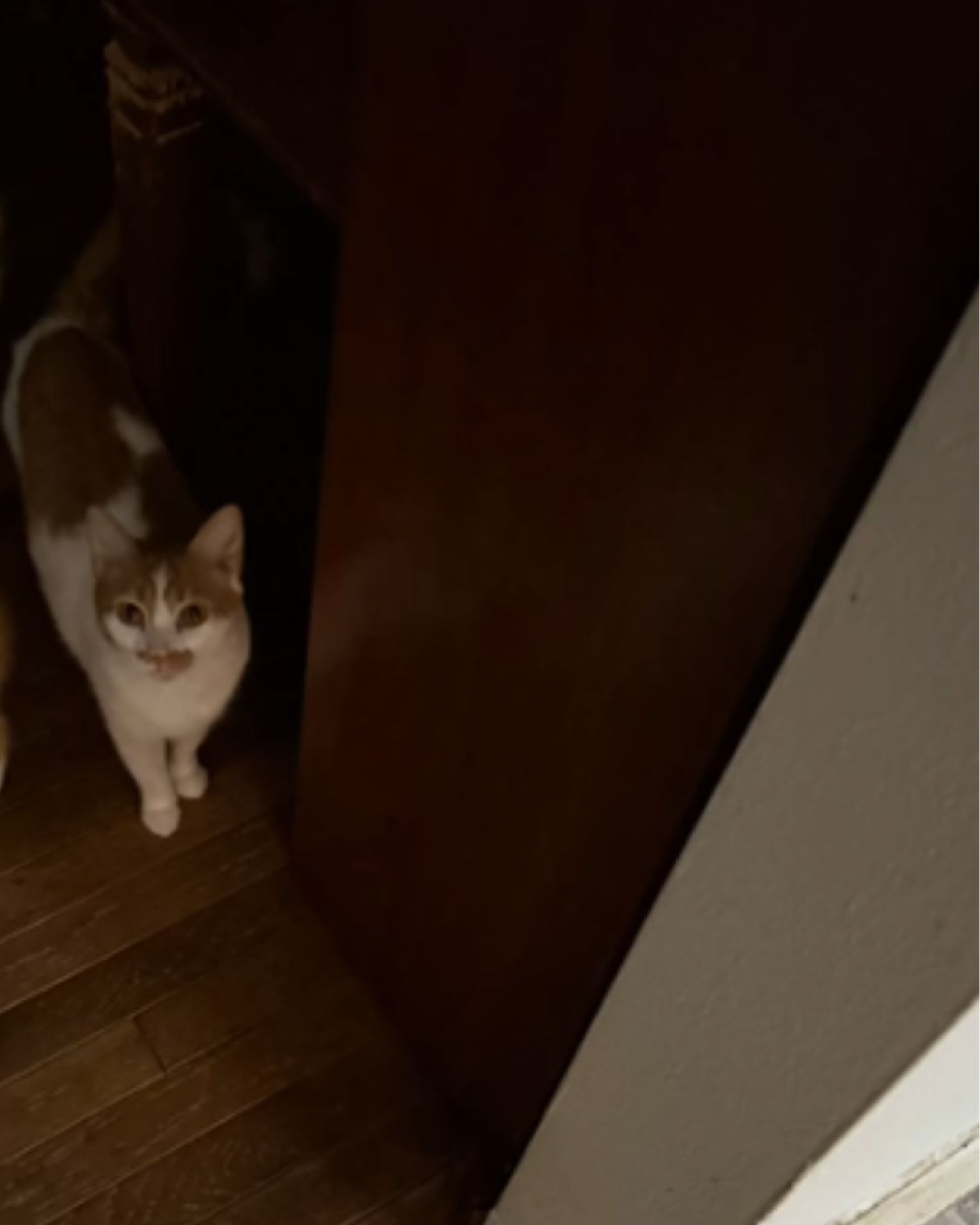 cat on the doorstep