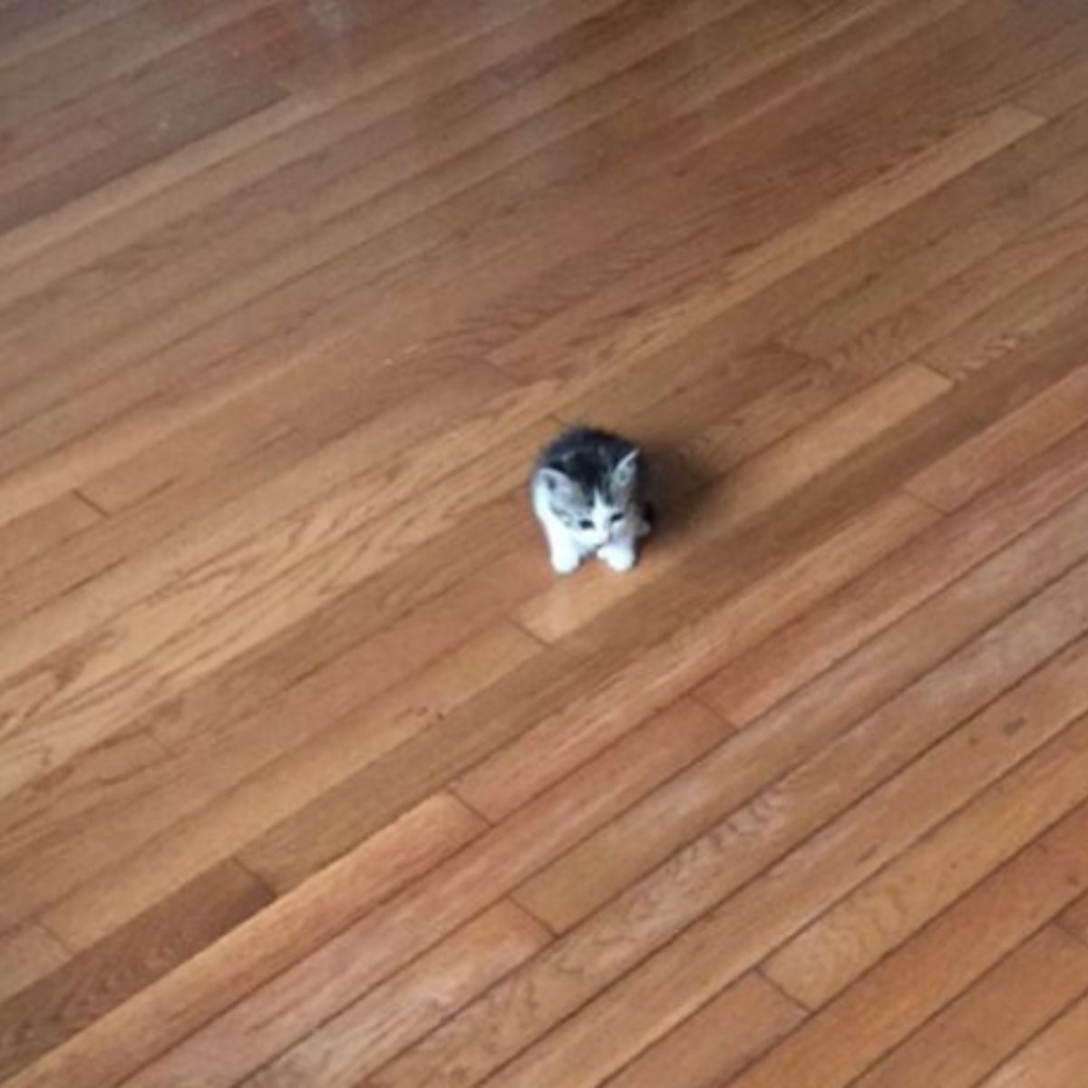 cat on the floor