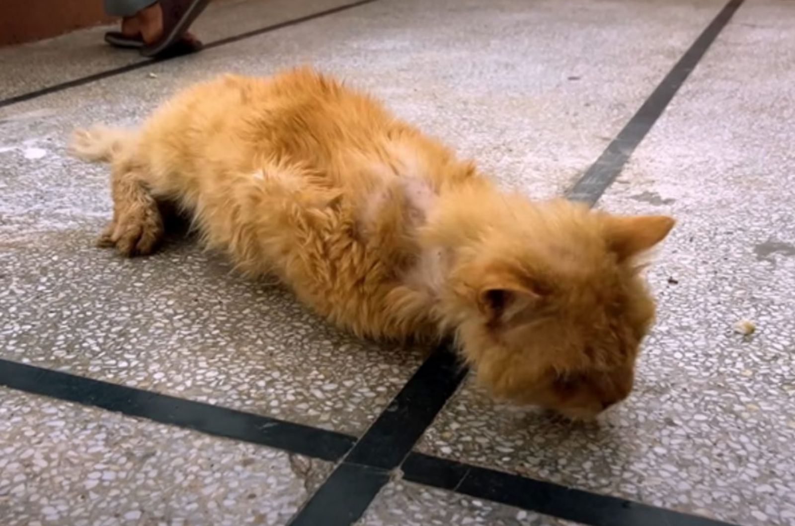 cat on the ground