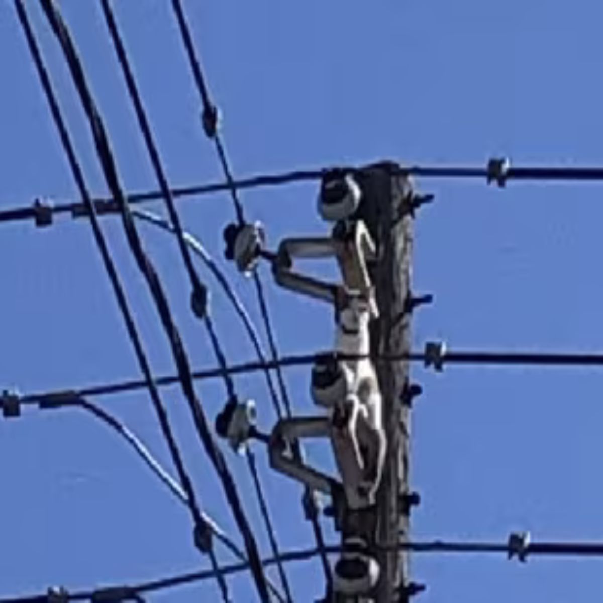 cat on utility pole