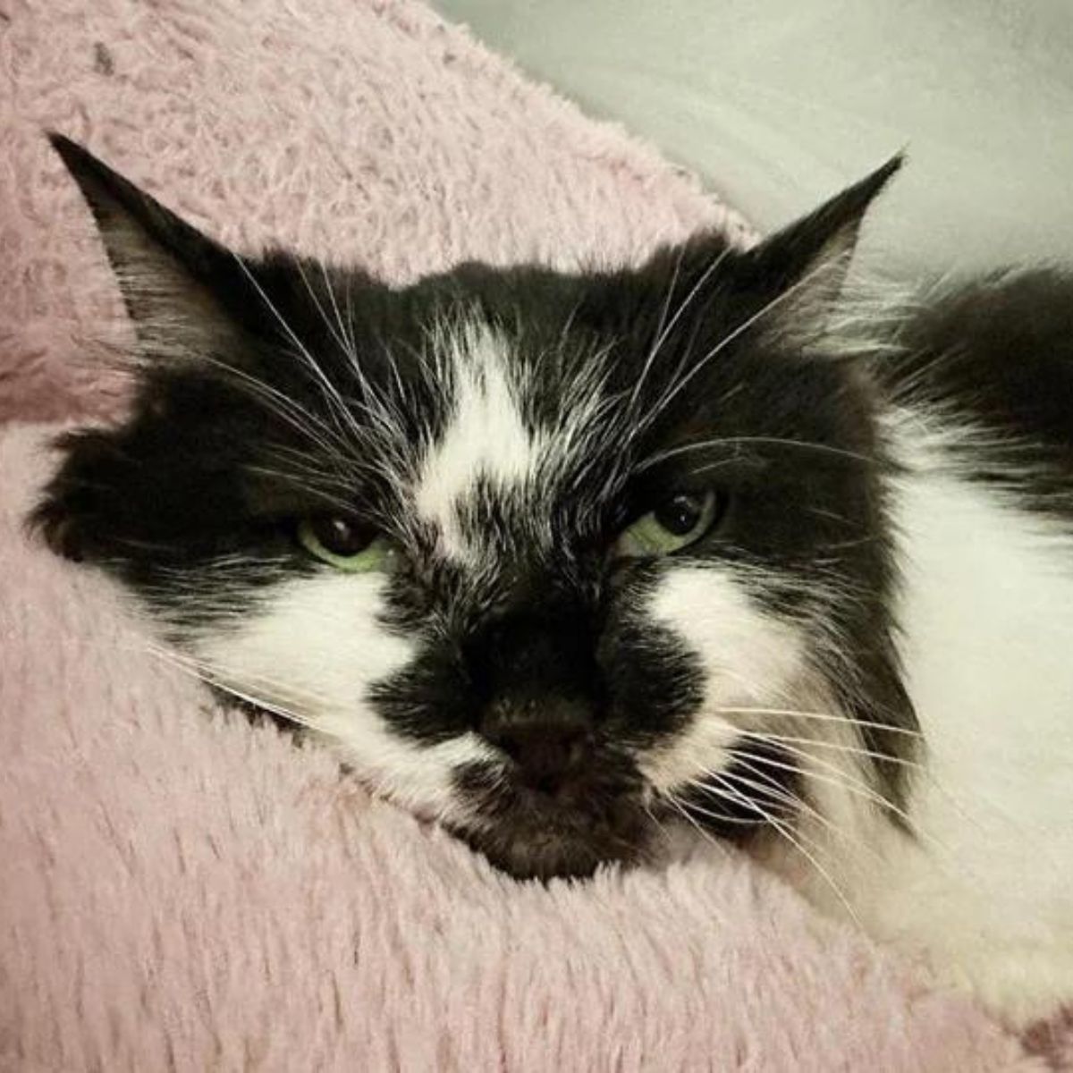 cat peacefully snuggled up in the blanket