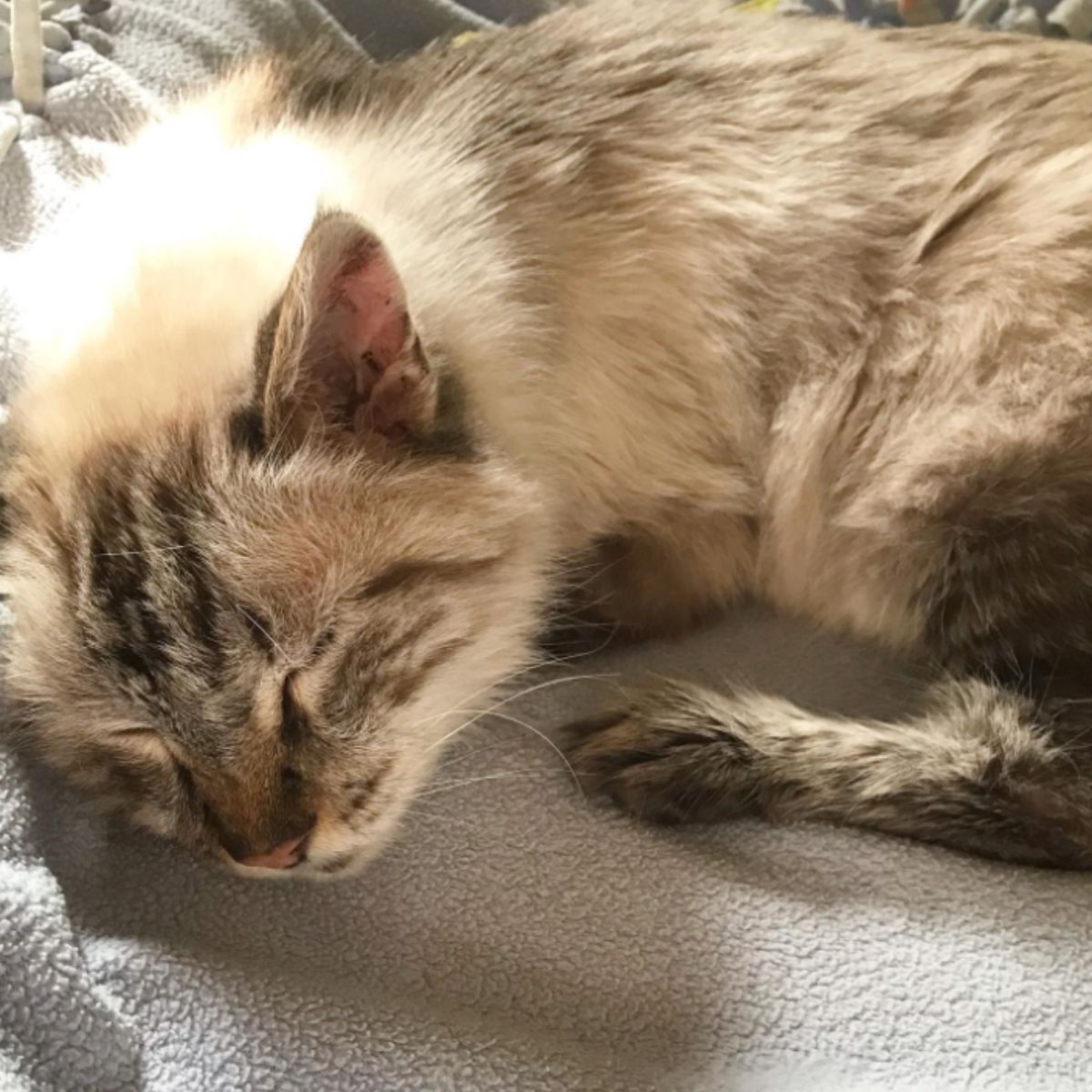 cat peacfully sleeping
