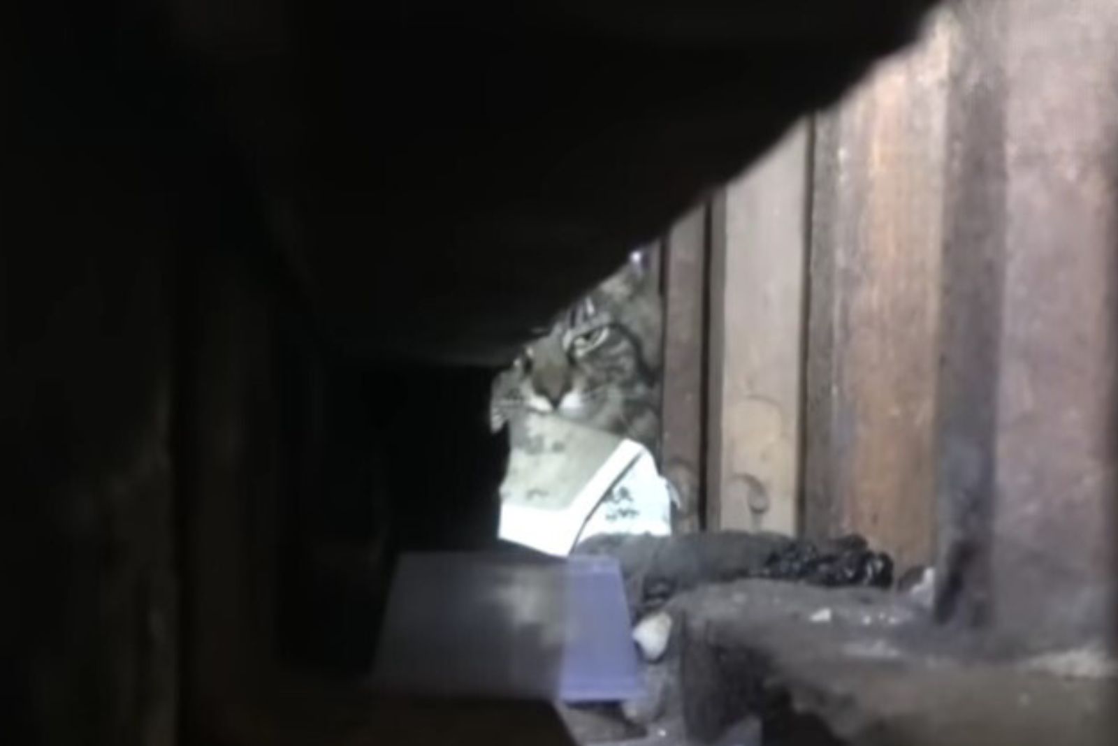 cat peeking from a wall