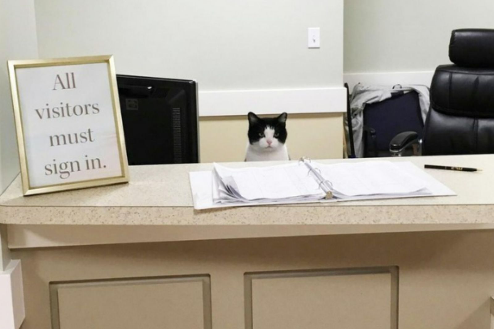cat peeks out from behind the desk