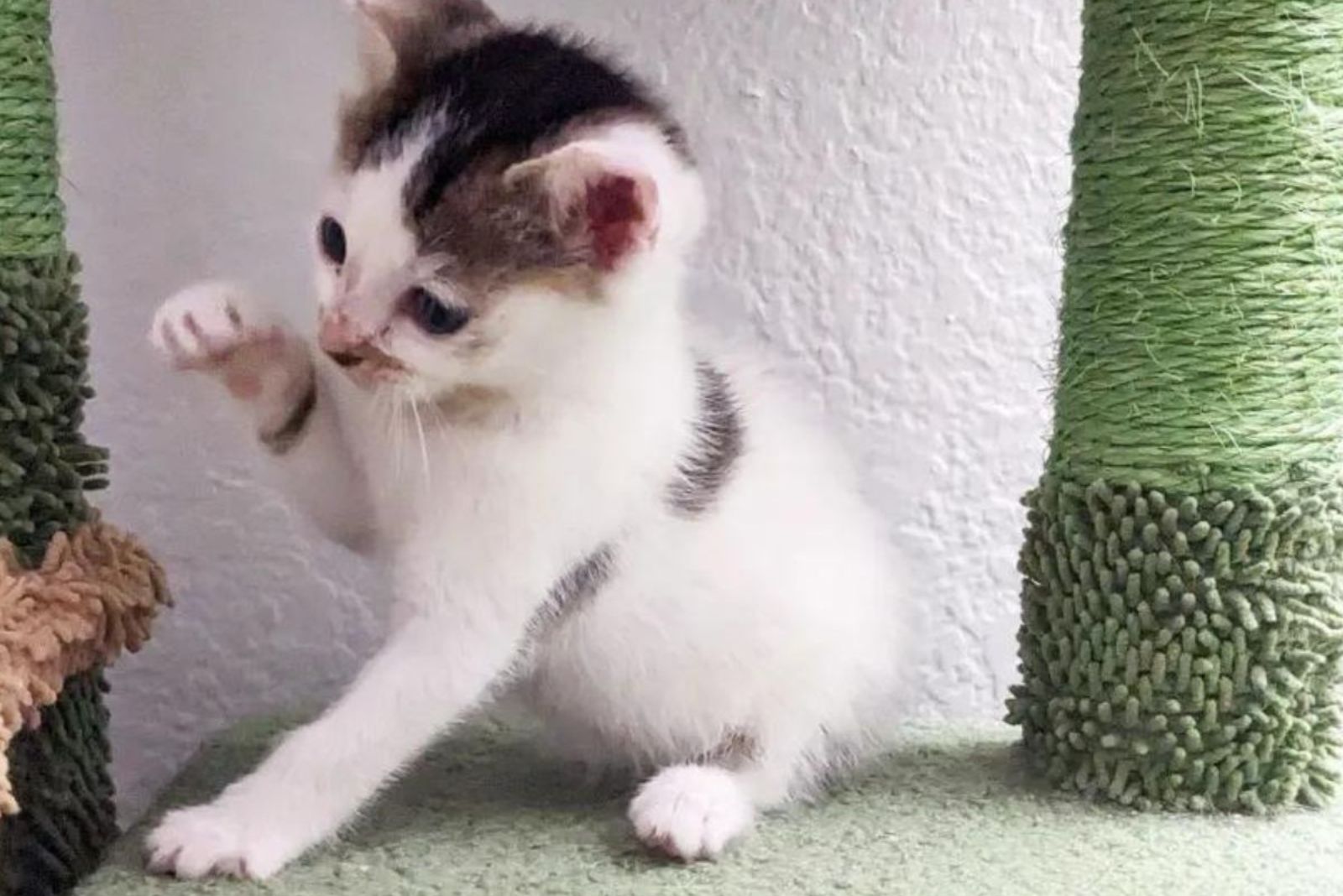 cat playing