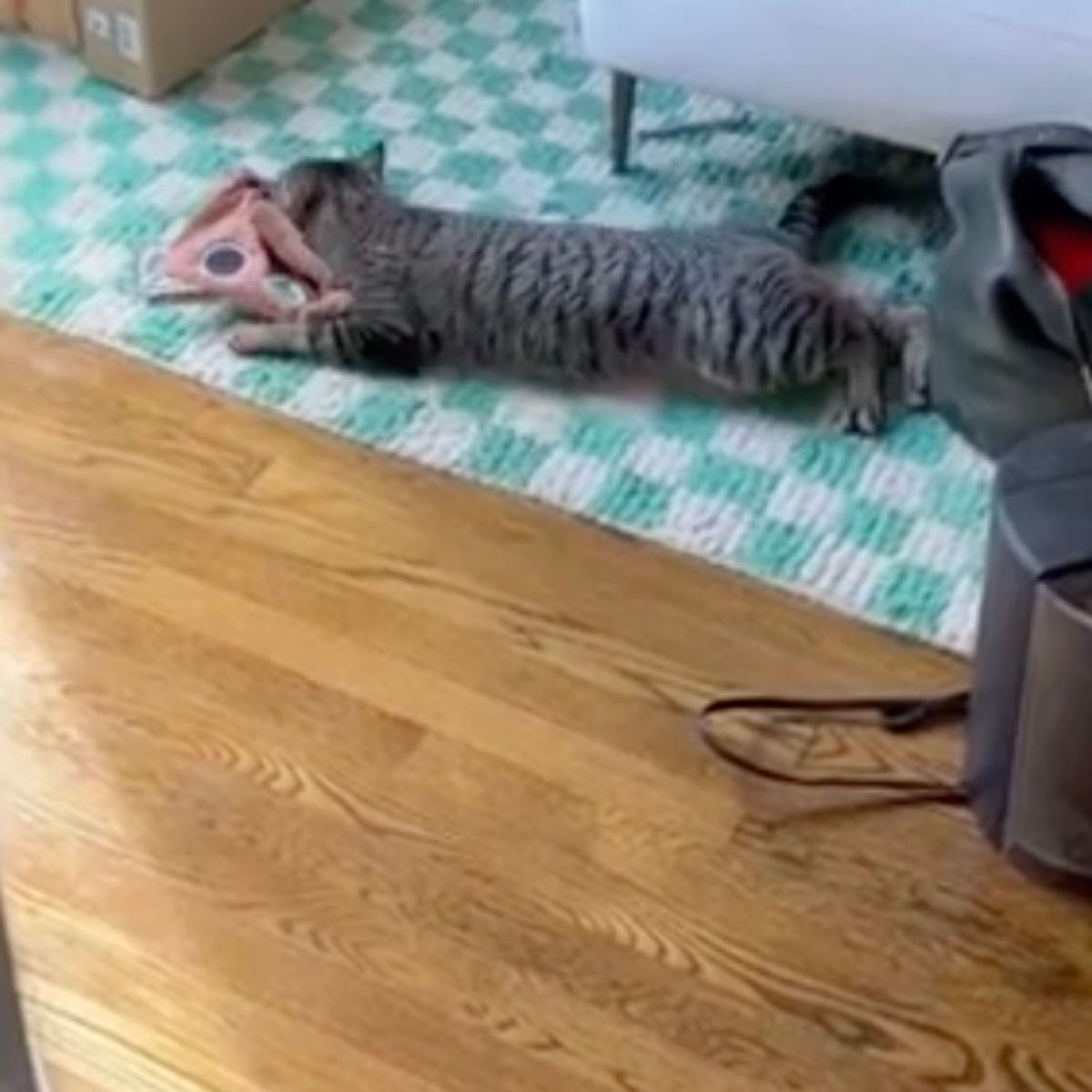 cat playing on the floor
