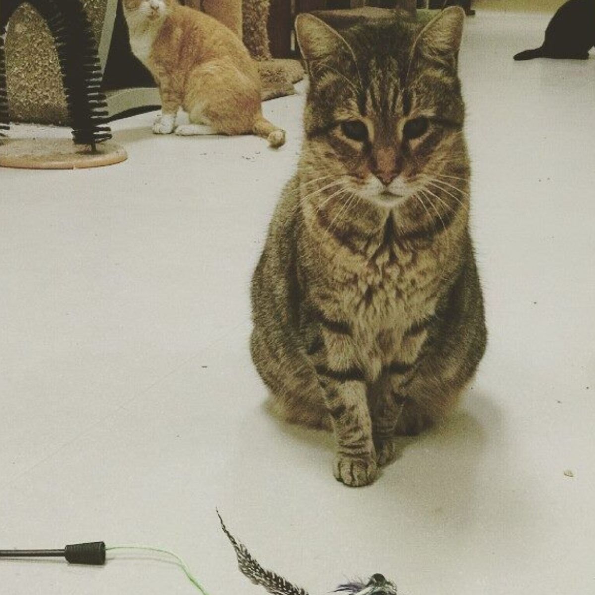 cat posing for cam