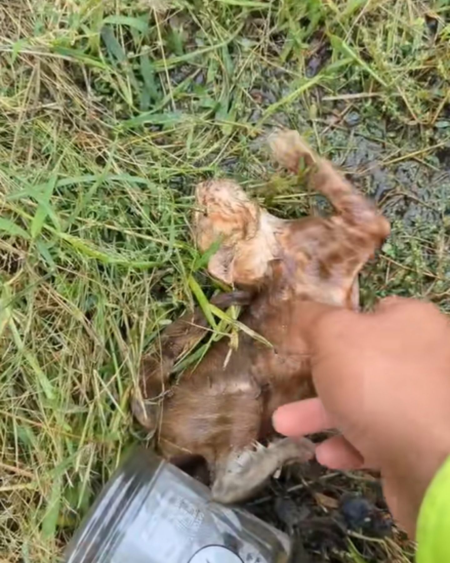 cat pulled out of the water
