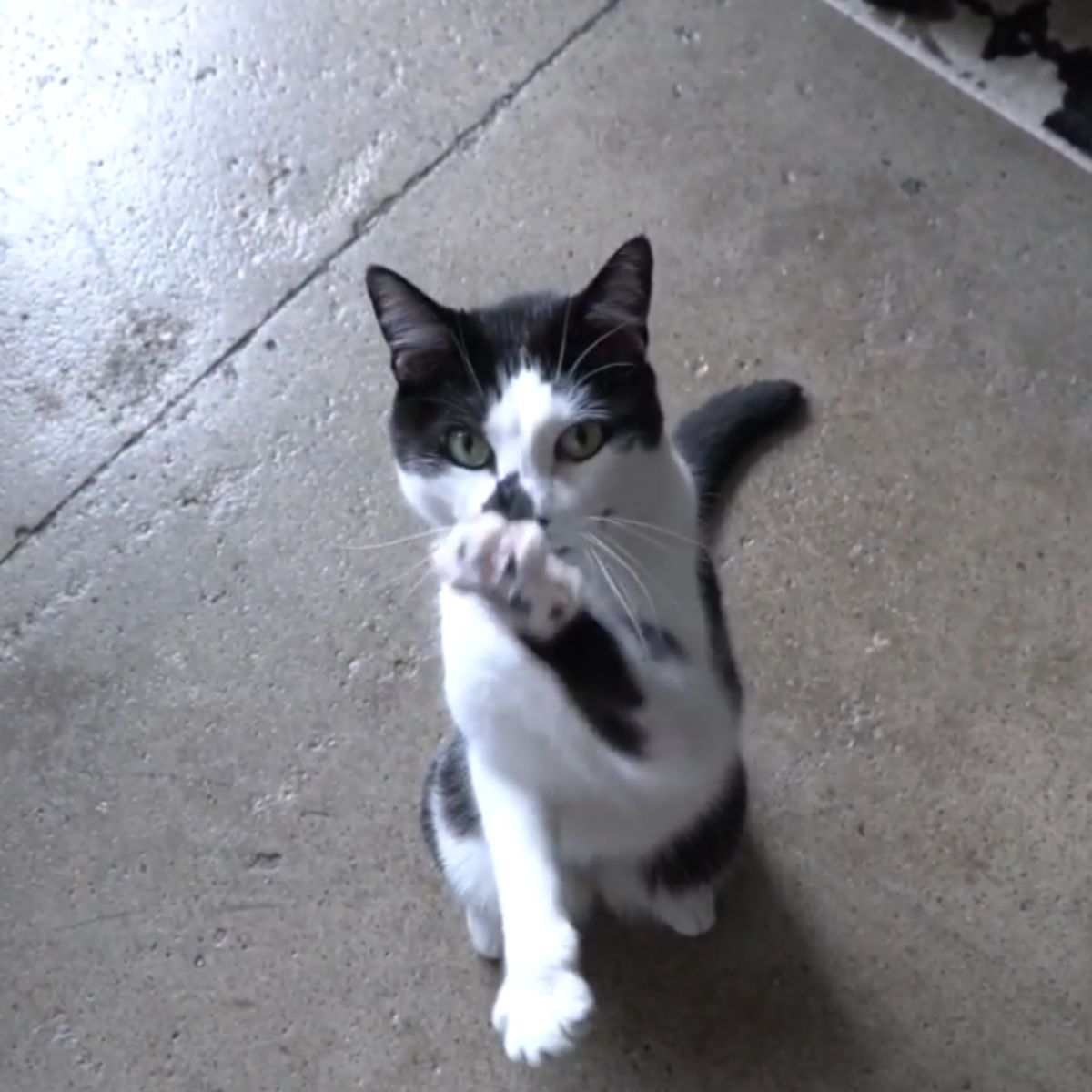 cat raised one paw