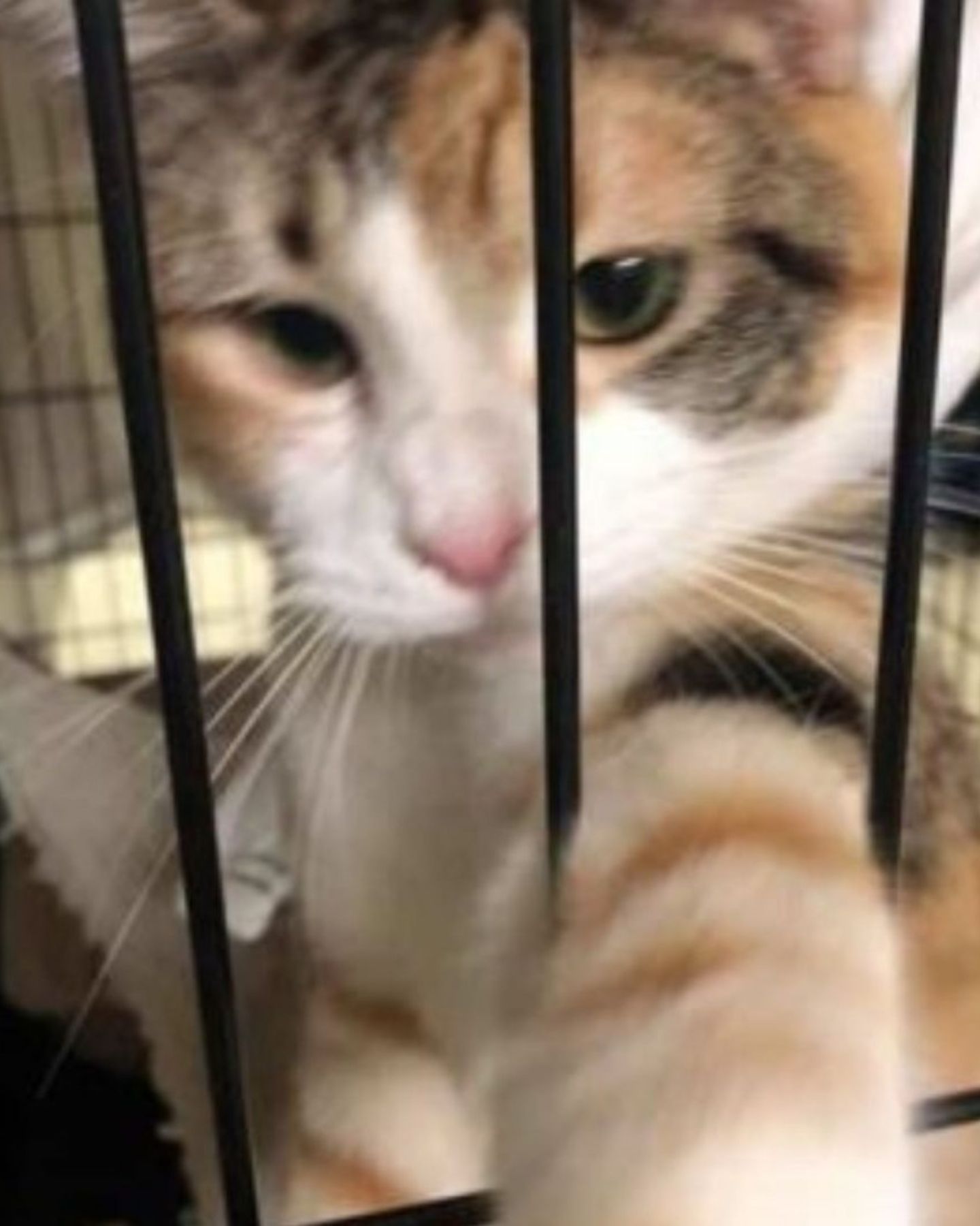 cat reaching out of the kennel
