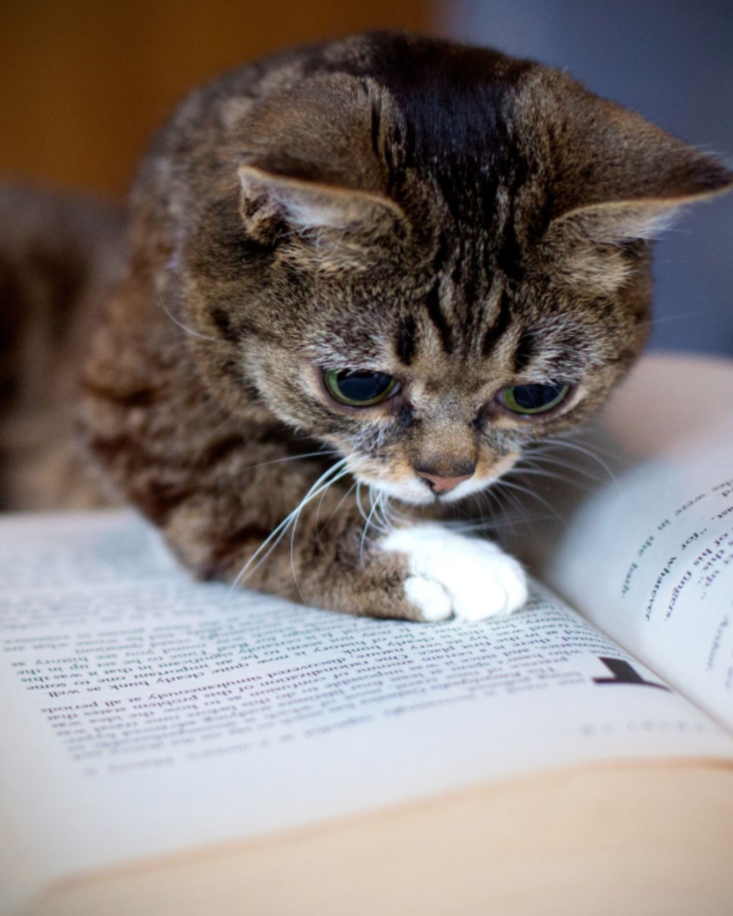 cat reading a book