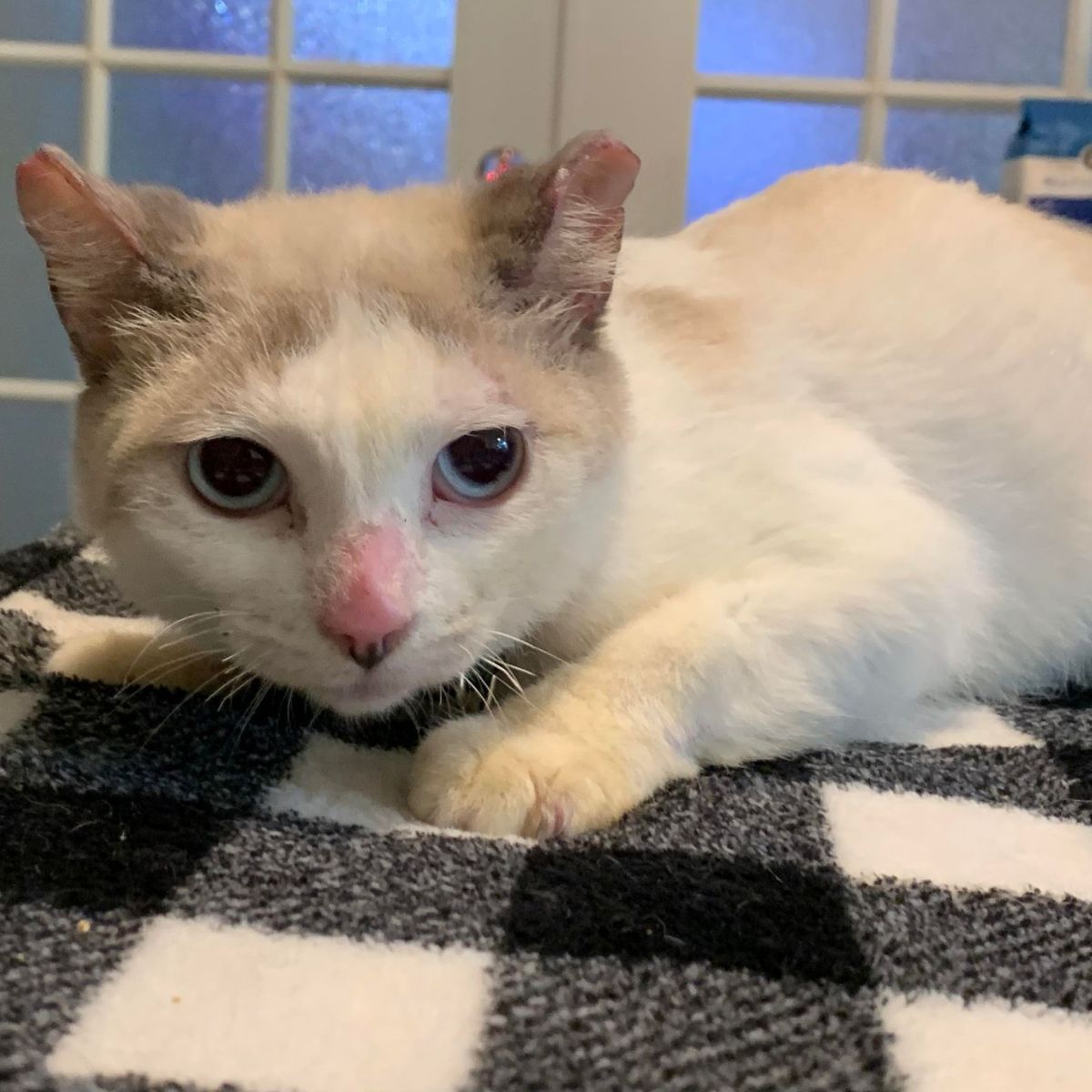 cat recovers from fire and trauma