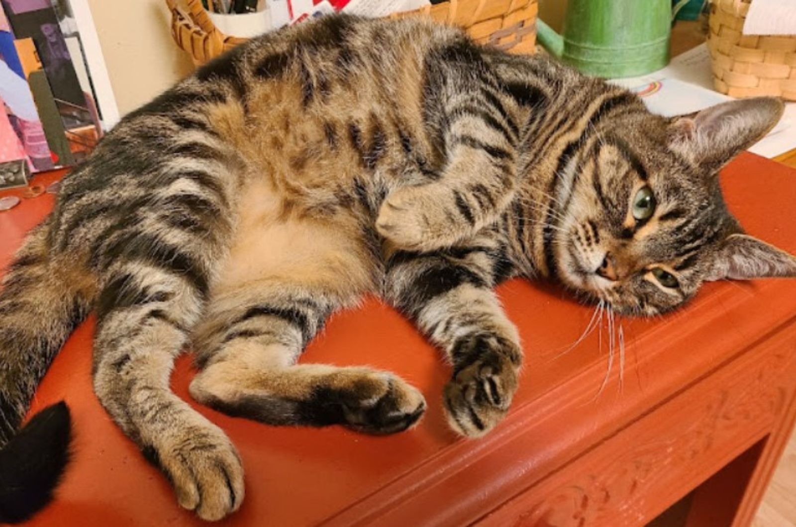 cat relaxed and took a nap