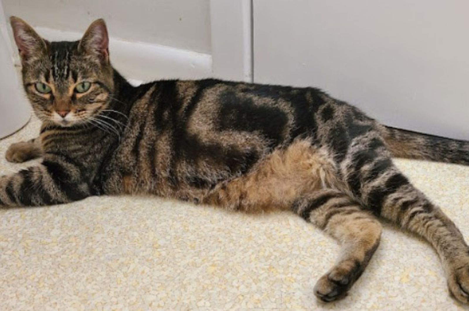 cat rescued from the tree is lying down