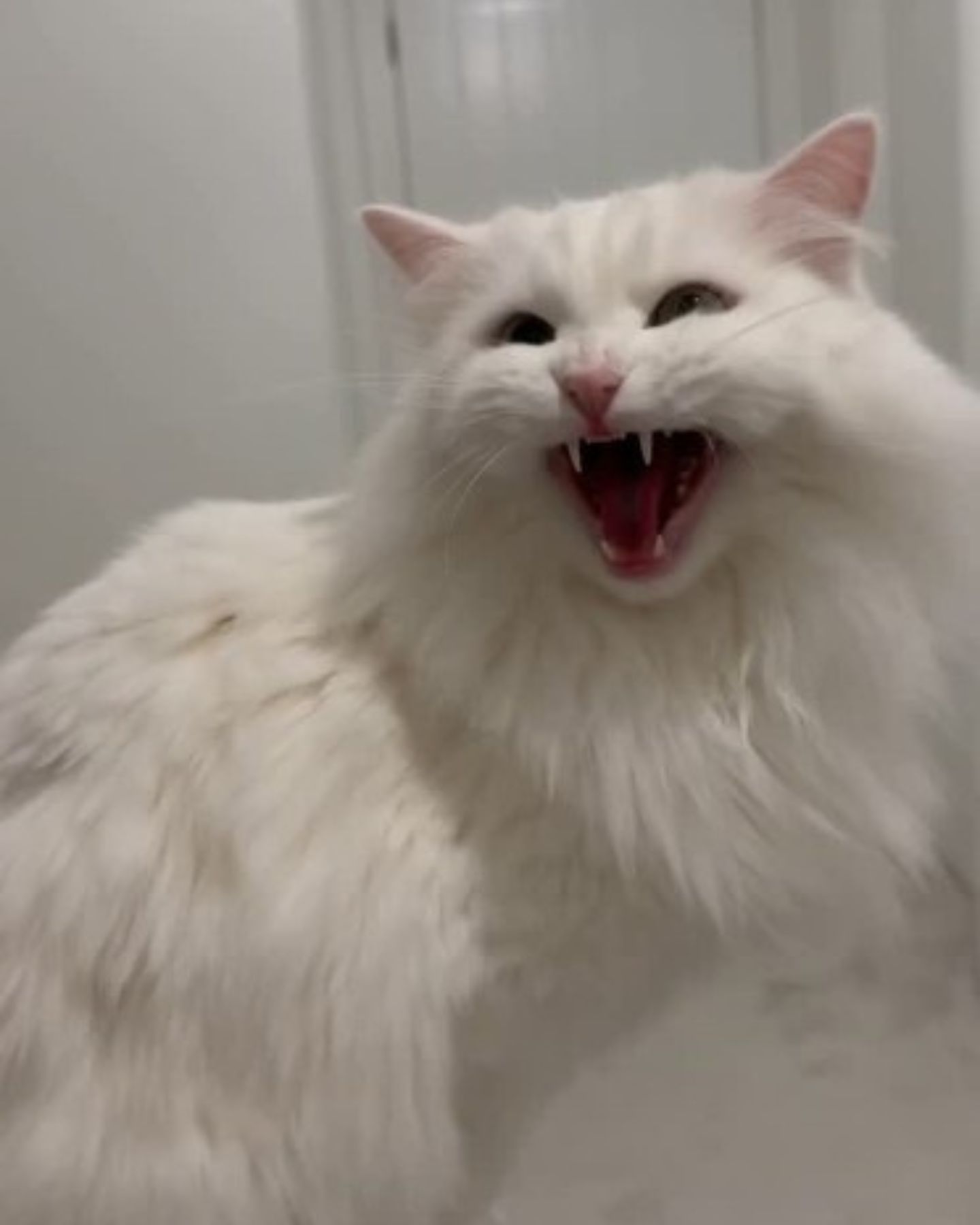 cat screaming
