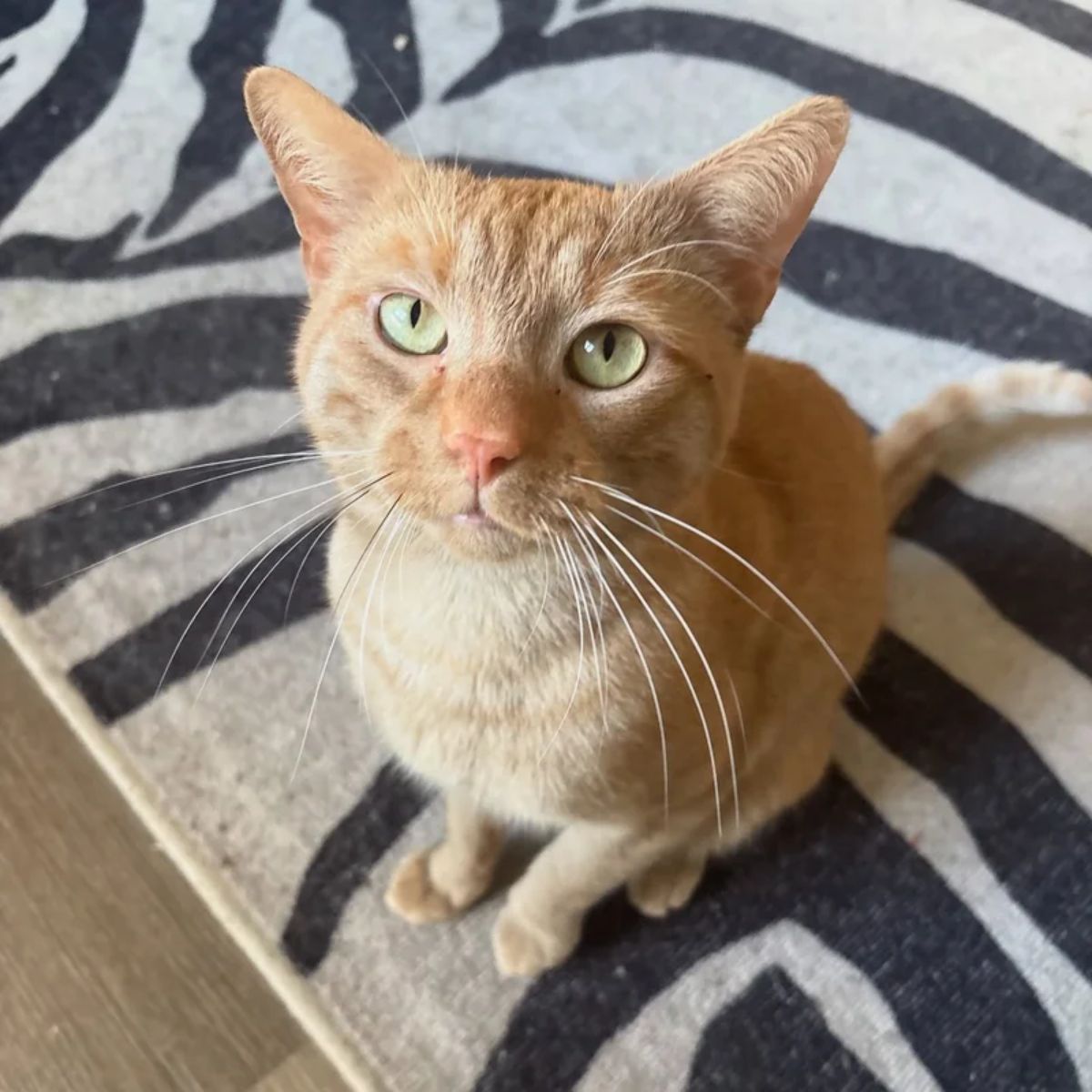 cat sitting