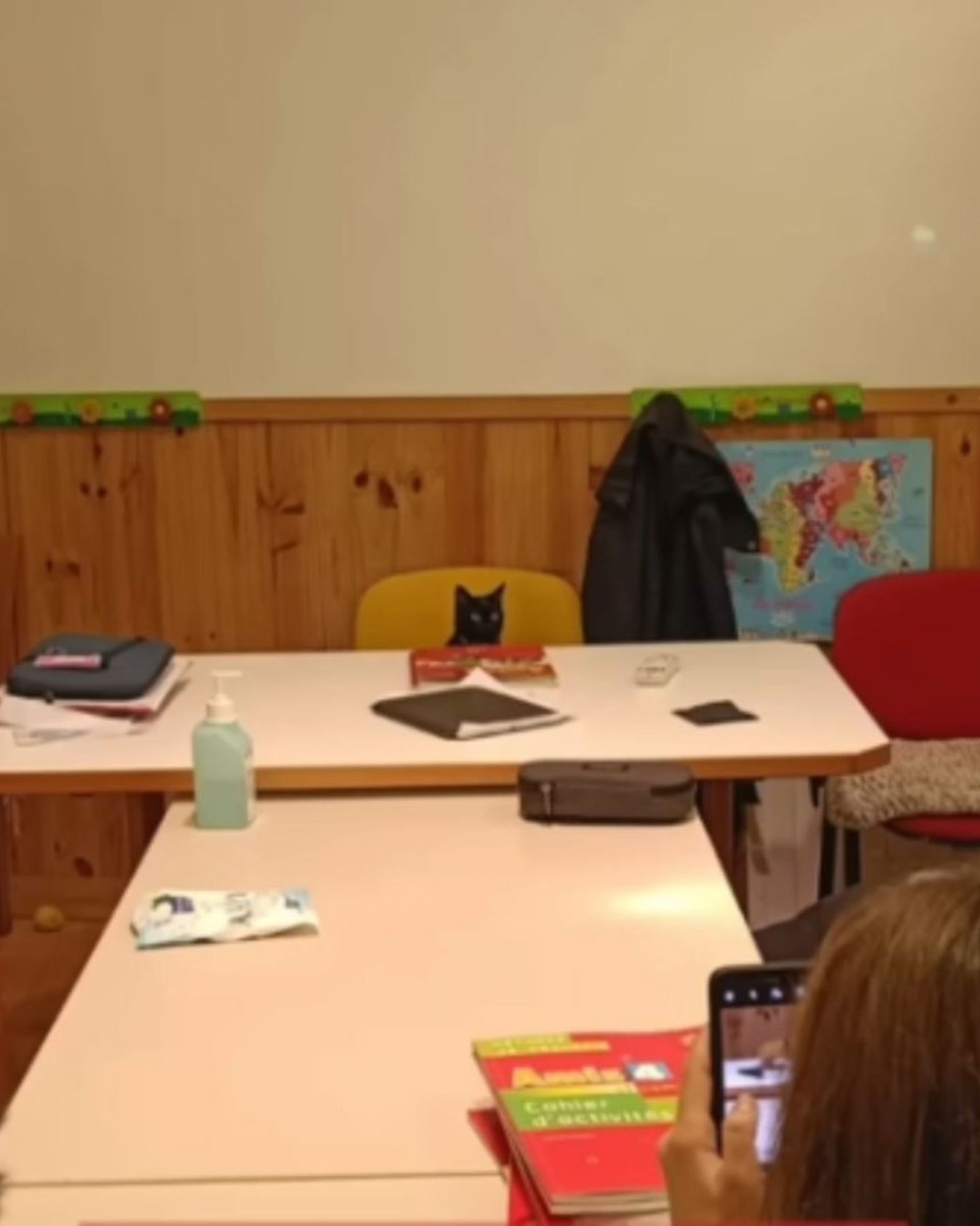 cat sitting at the desk