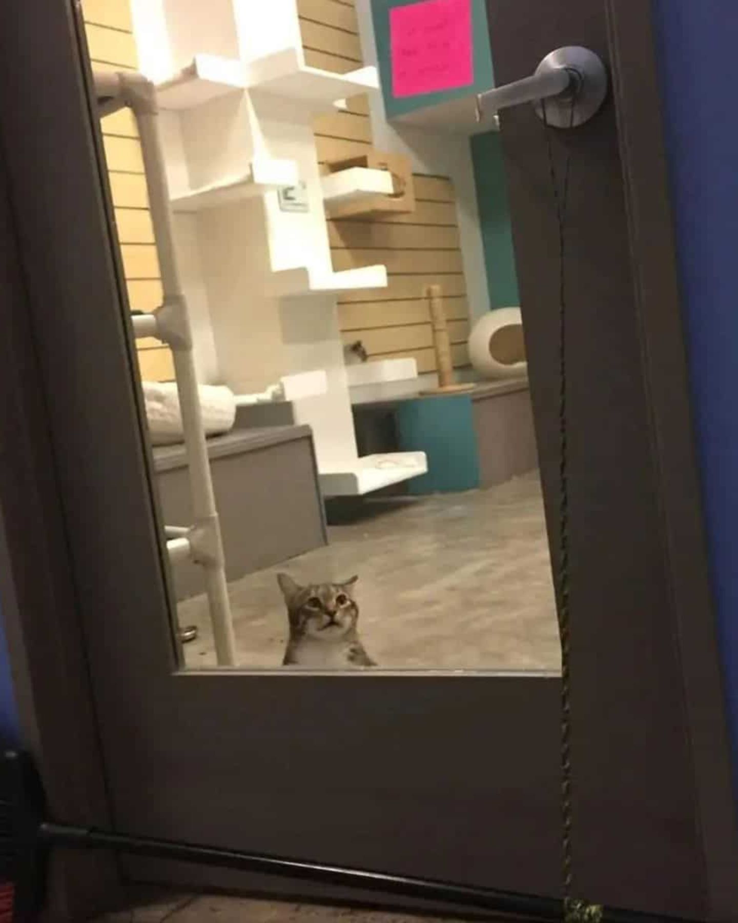 cat sitting by the door