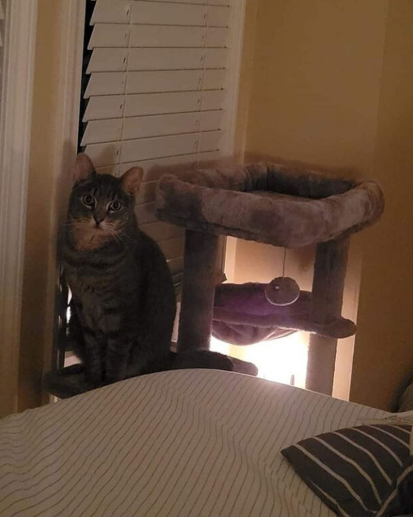 cat sitting by the window