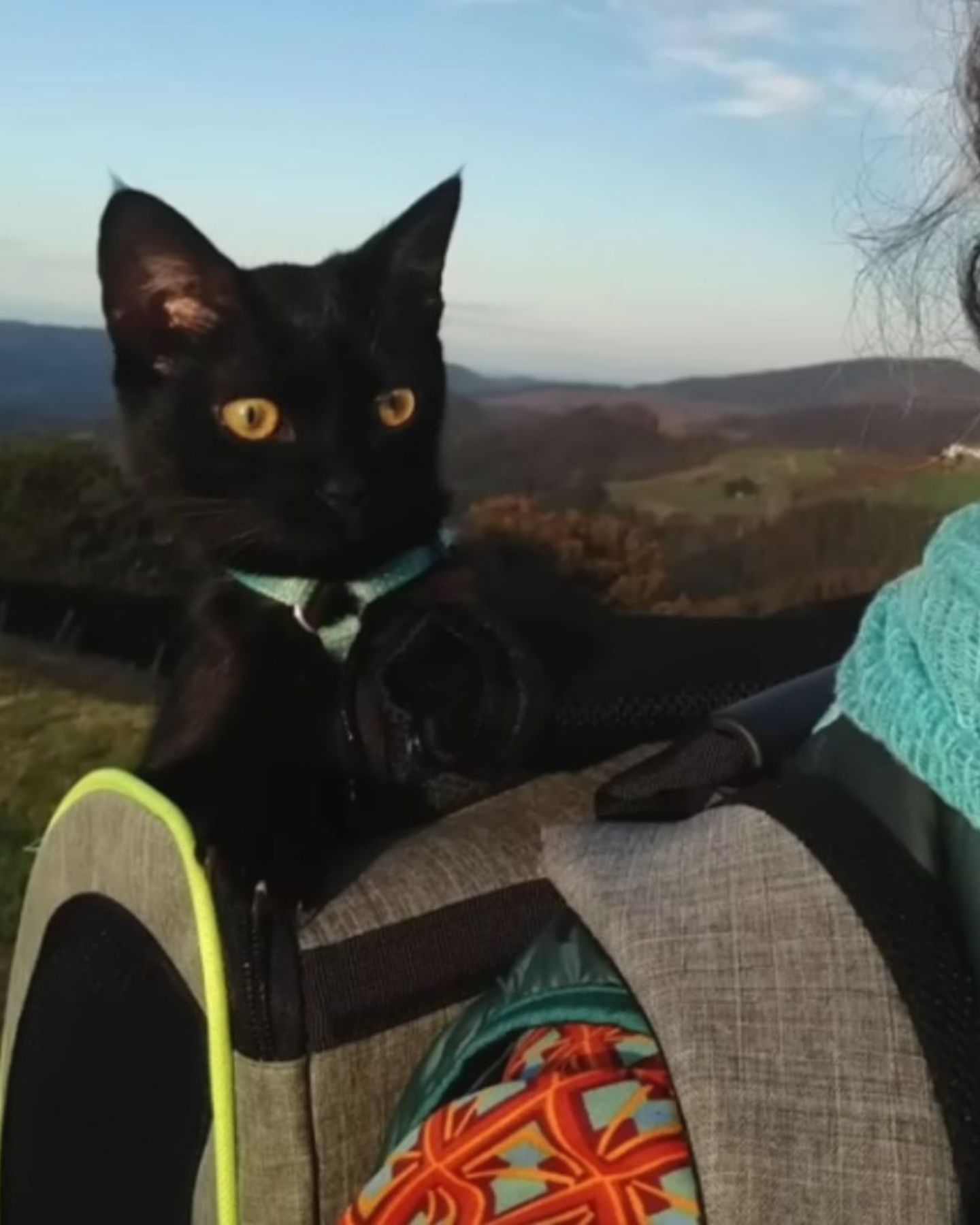 cat sitting in a carrier