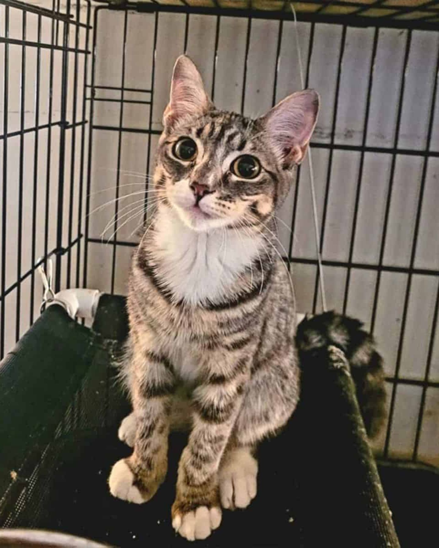 cat sitting in kennel