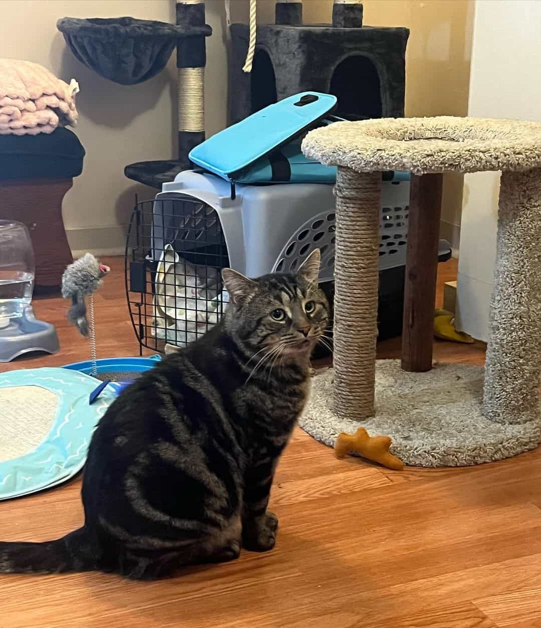 cat sitting in the living room