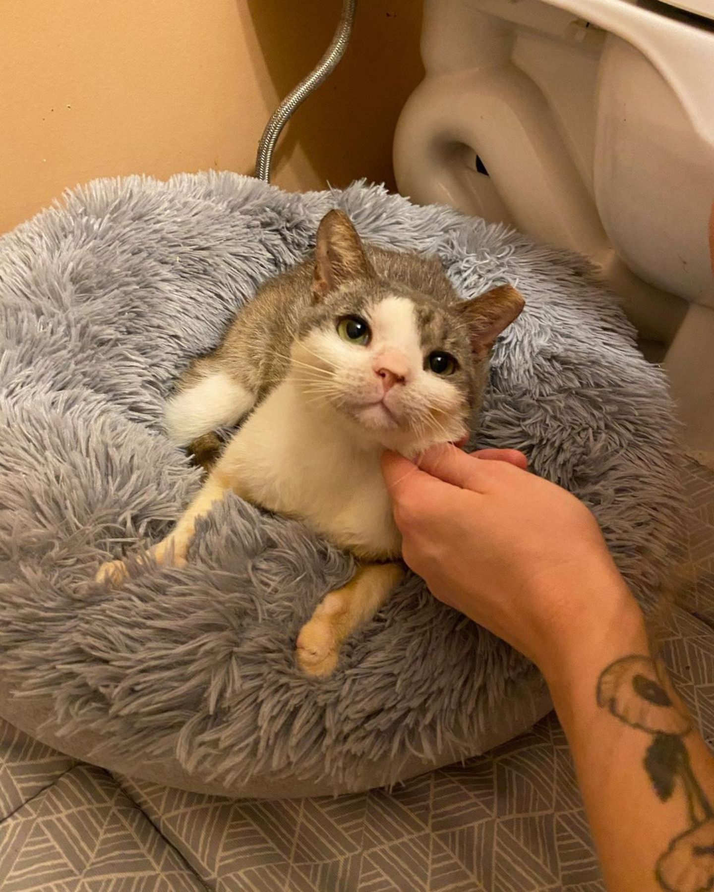 cat sitting on a pillow