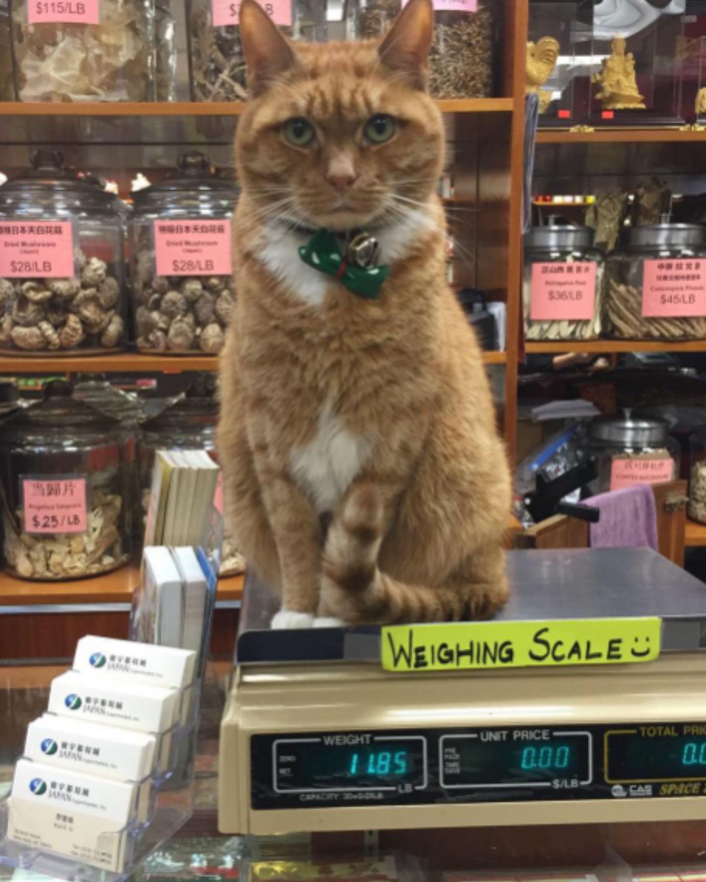 cat sitting on a scale