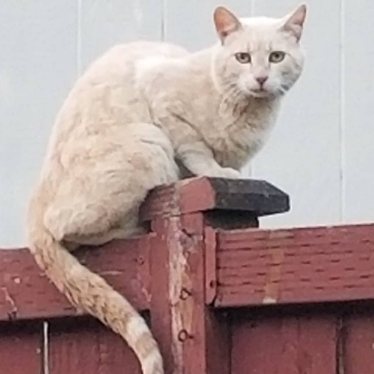 cat sitting on fence