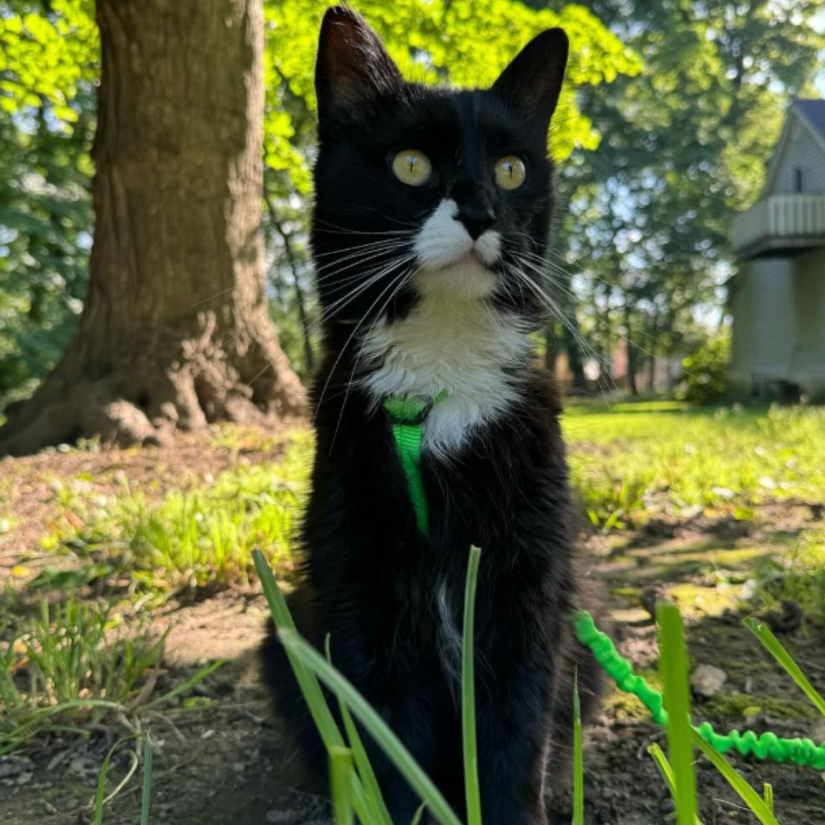 cat sitting on grass
