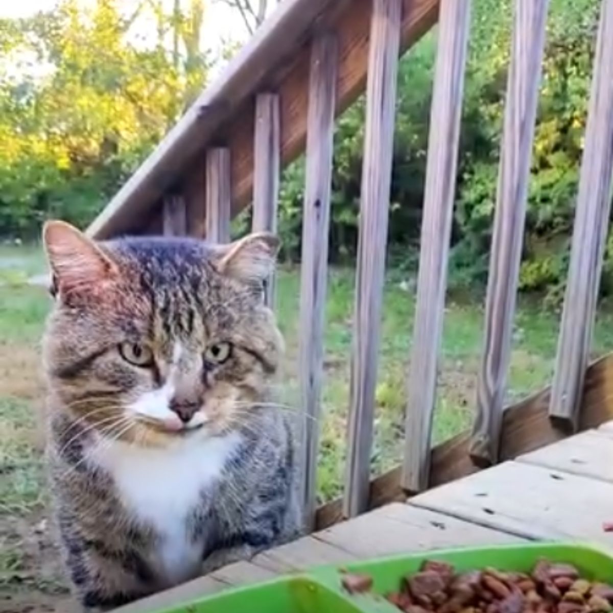 cat sitting on steps